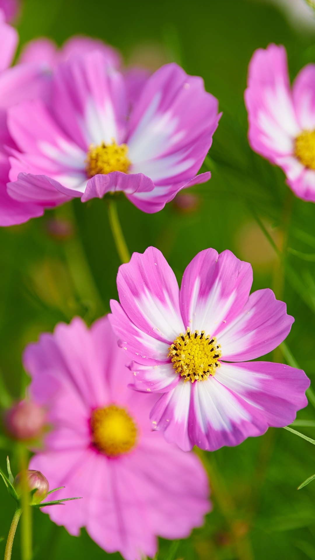 Download mobile wallpaper Flowers, Flower, Macro, Earth, Cosmos, Pink Flower for free.