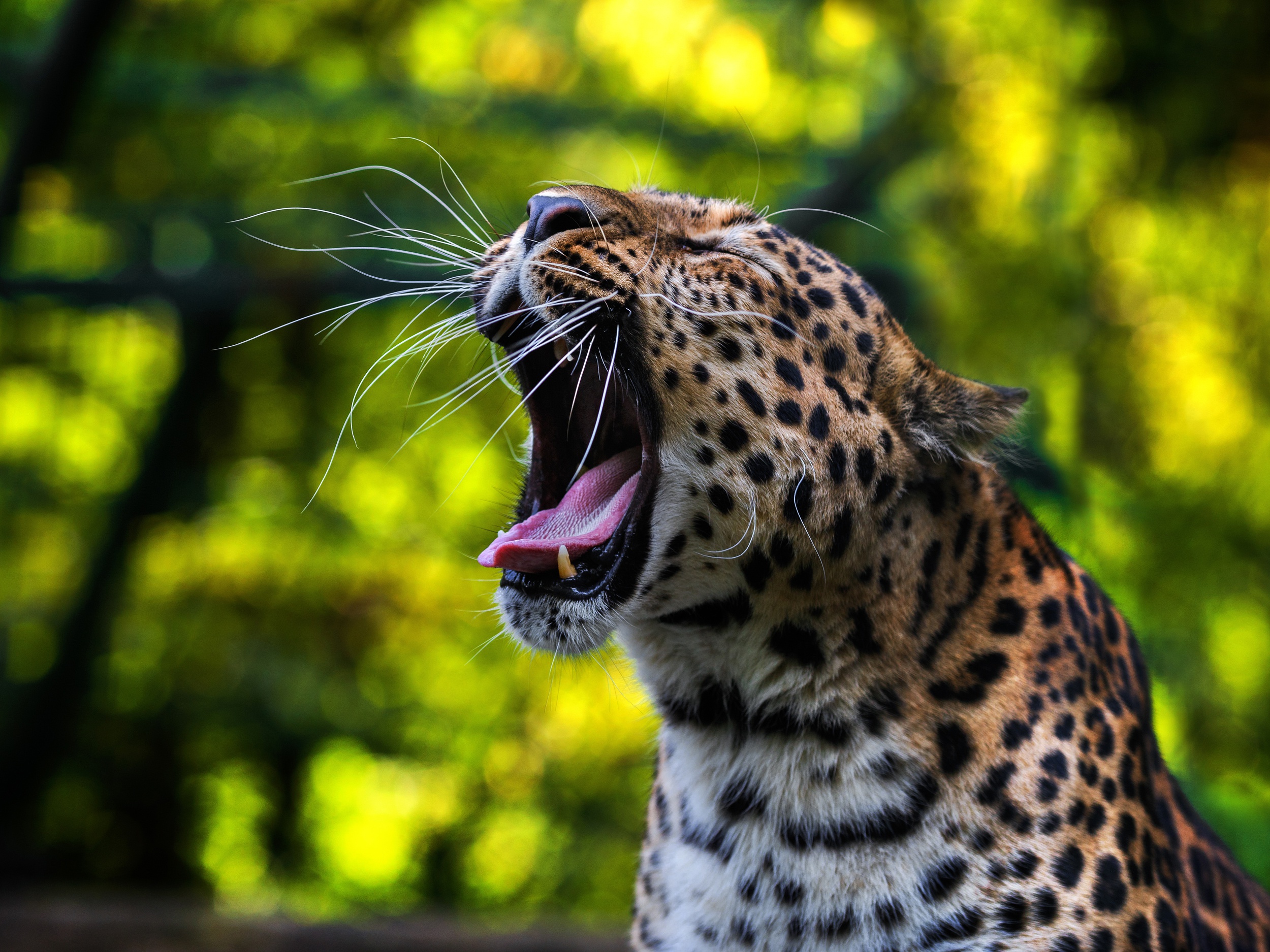 Descarga gratuita de fondo de pantalla para móvil de Animales, Gatos, Leopardo.