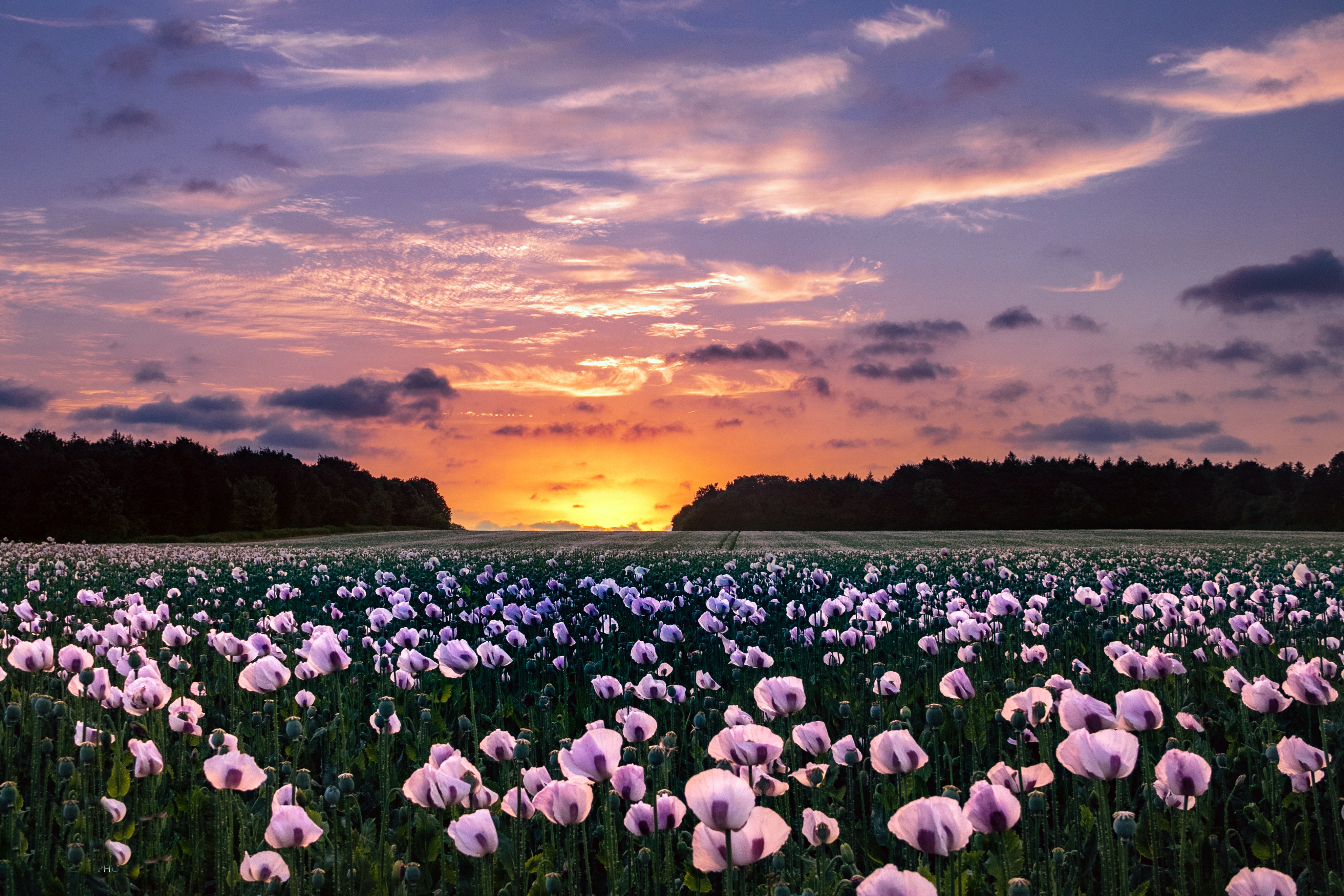 Download mobile wallpaper Nature, Flowers, Sunset, Sky, Summer, Earth, Field, Poppy, Pink Flower for free.