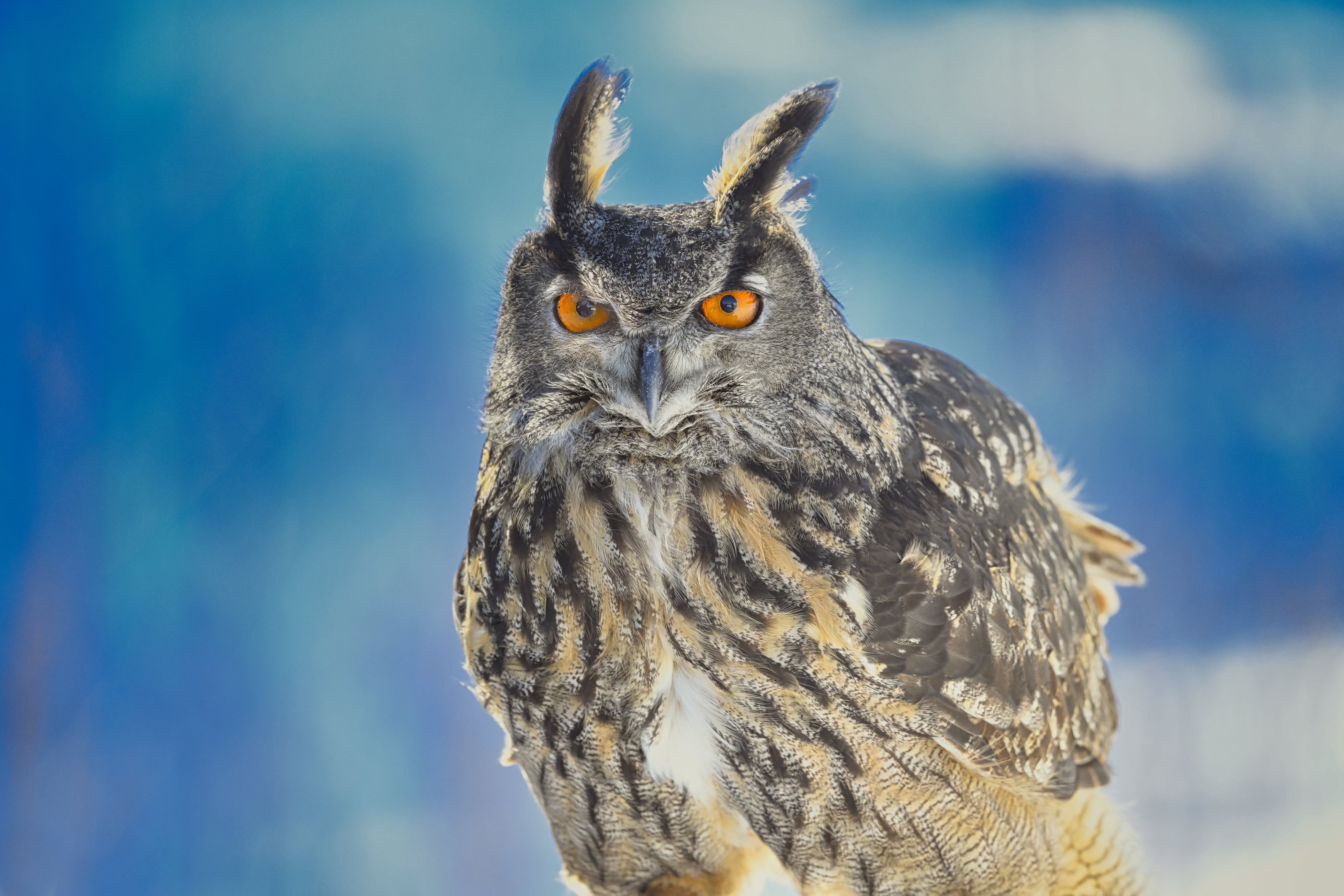 Téléchargez des papiers peints mobile Animaux, Hibou, Des Oiseaux gratuitement.