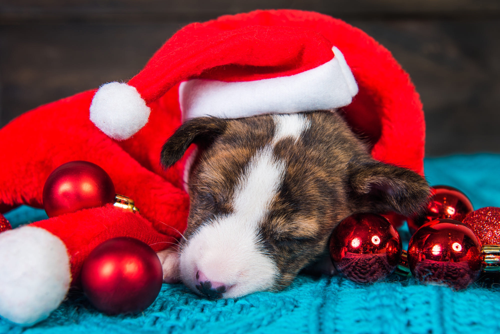 Free download wallpaper Dogs, Dog, Animal, Puppy, Pit Bull, Baby Animal, Bauble, Santa Hat on your PC desktop