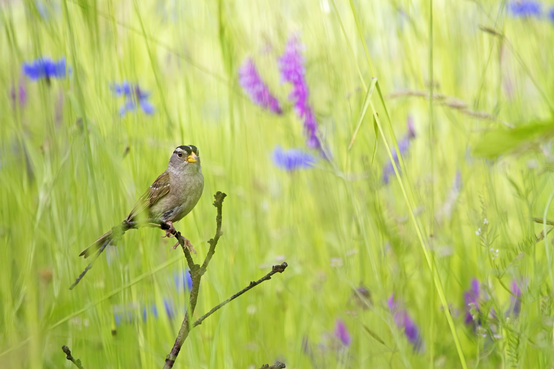 Handy-Wallpaper Vogel, Vögel, Tiere kostenlos herunterladen.