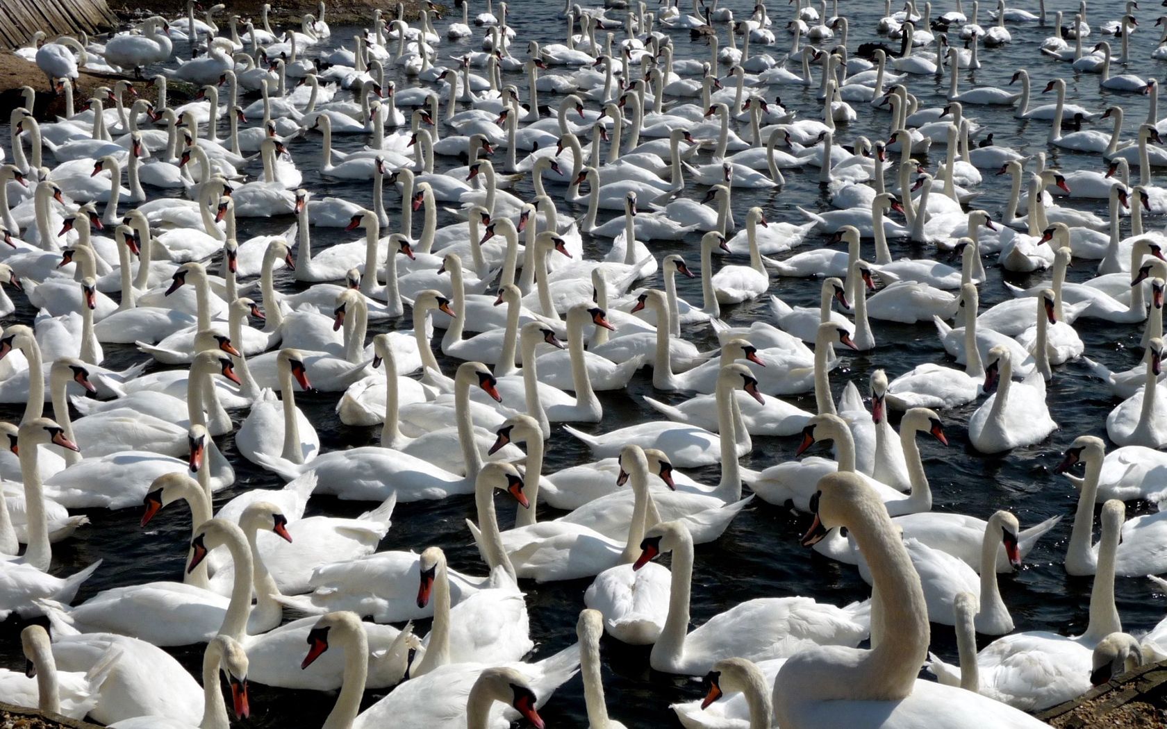 animals, birds, swans, flock, lots of, multitude