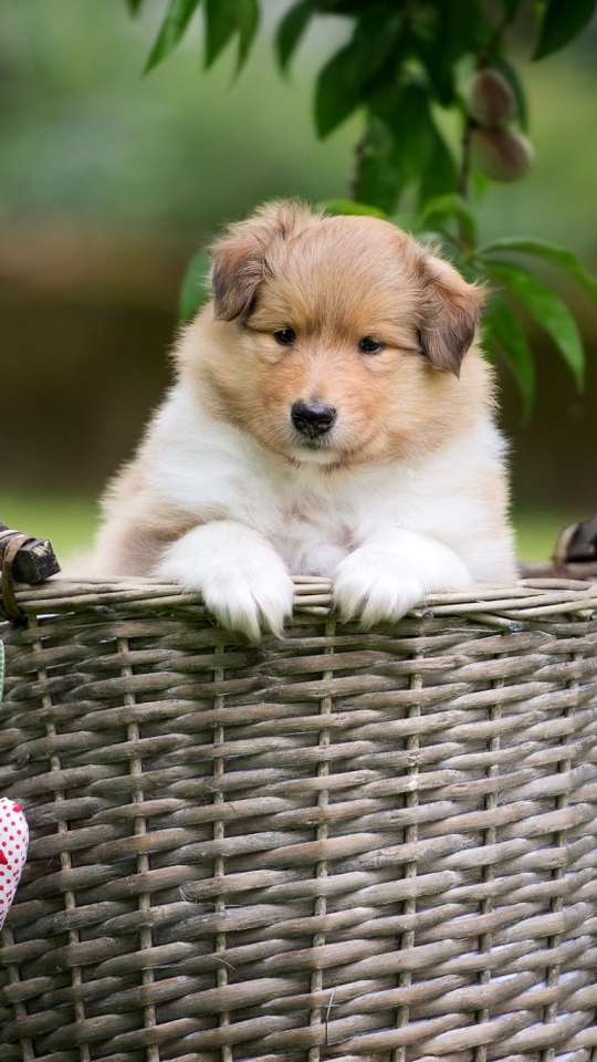 Download mobile wallpaper Dogs, Dog, Animal, Basket, Baby Animal, Rough Collie for free.