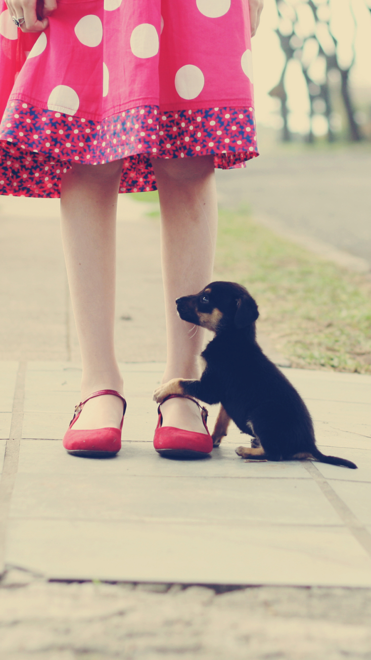 Handy-Wallpaper Tiere, Hunde, Welpen kostenlos herunterladen.