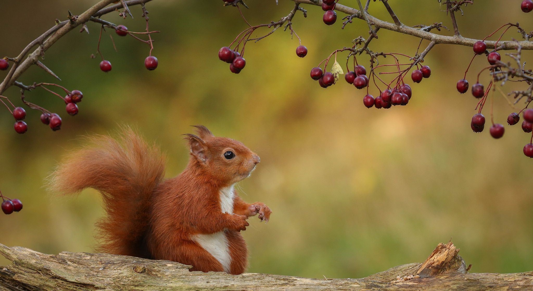 Free download wallpaper Squirrel, Berry, Animal, Rodent on your PC desktop