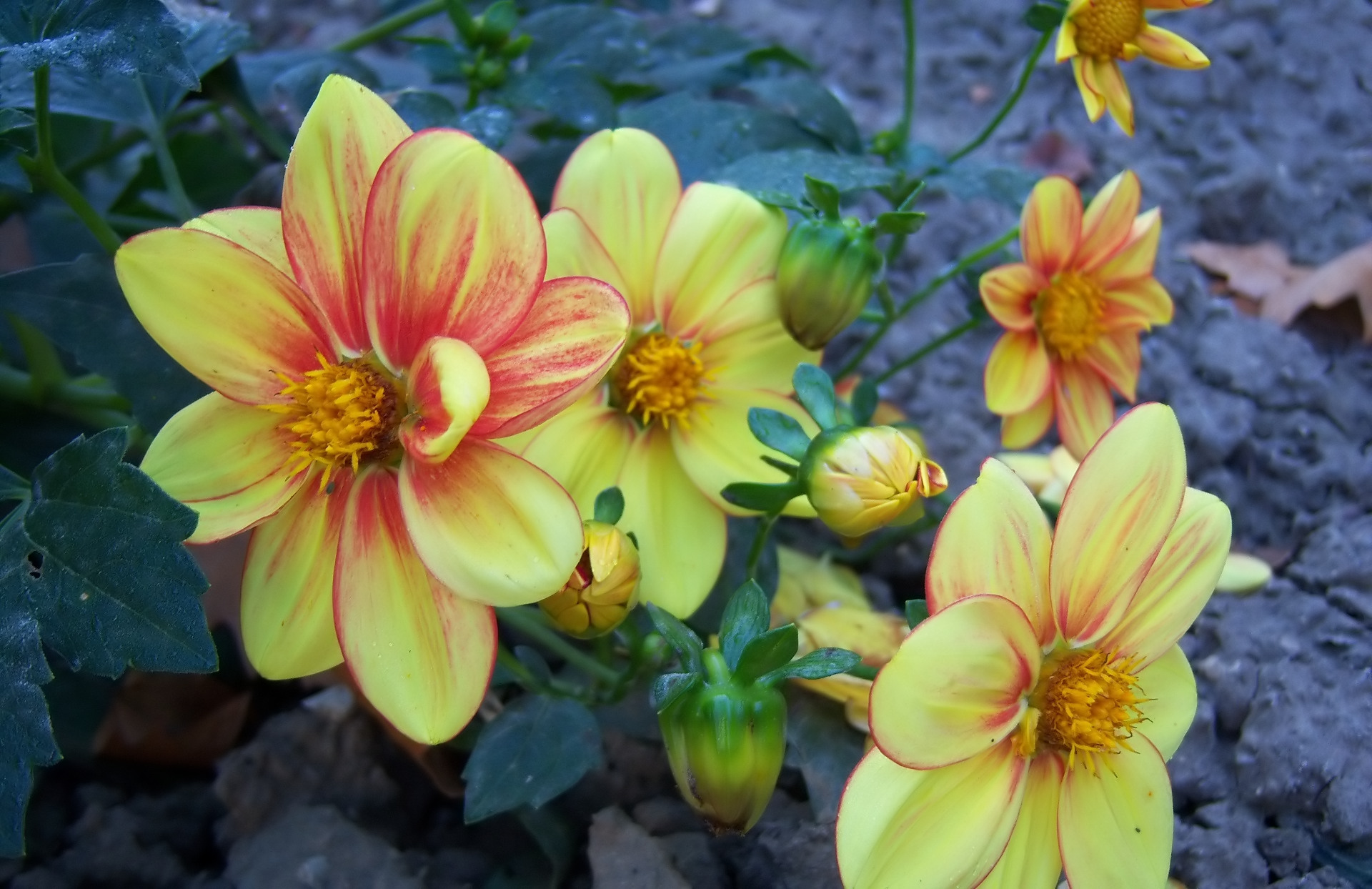 Téléchargez gratuitement l'image Fleurs, Dahlia, Terre/nature sur le bureau de votre PC