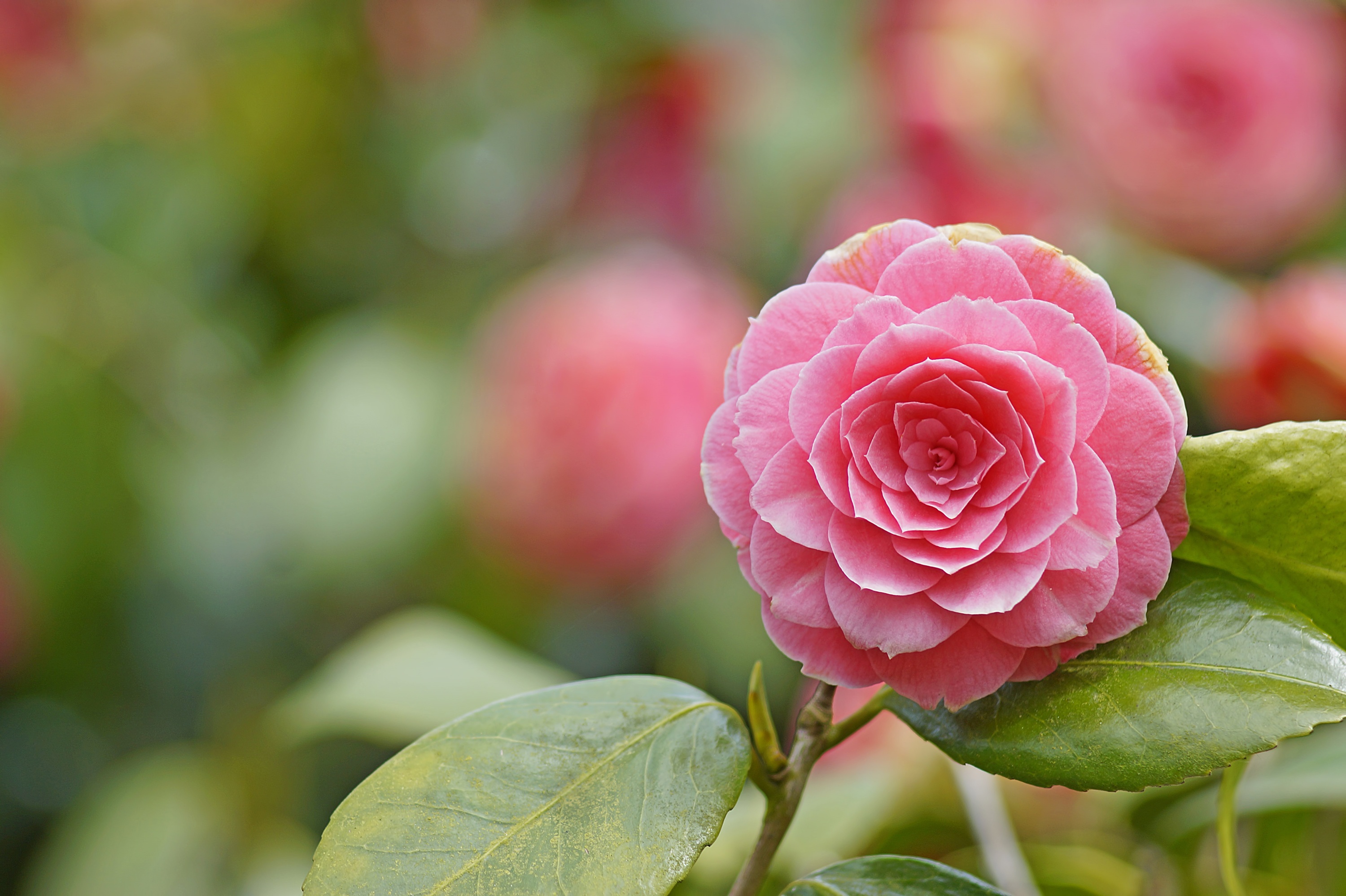 Download mobile wallpaper Nature, Flowers, Flower, Macro, Earth, Camellia, Pink Flower for free.