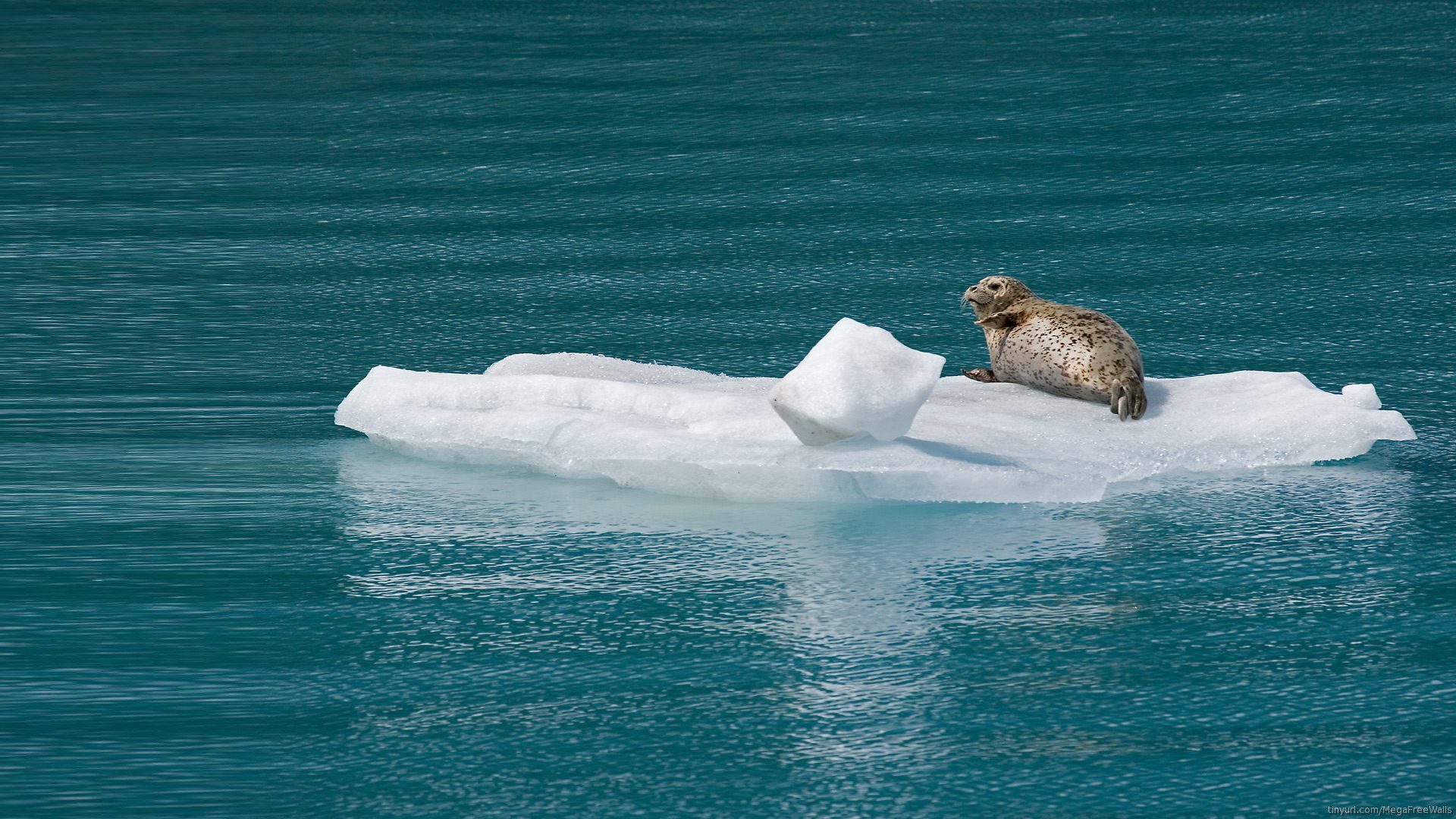 Free download wallpaper Ice, Seals, Animal, Seal on your PC desktop
