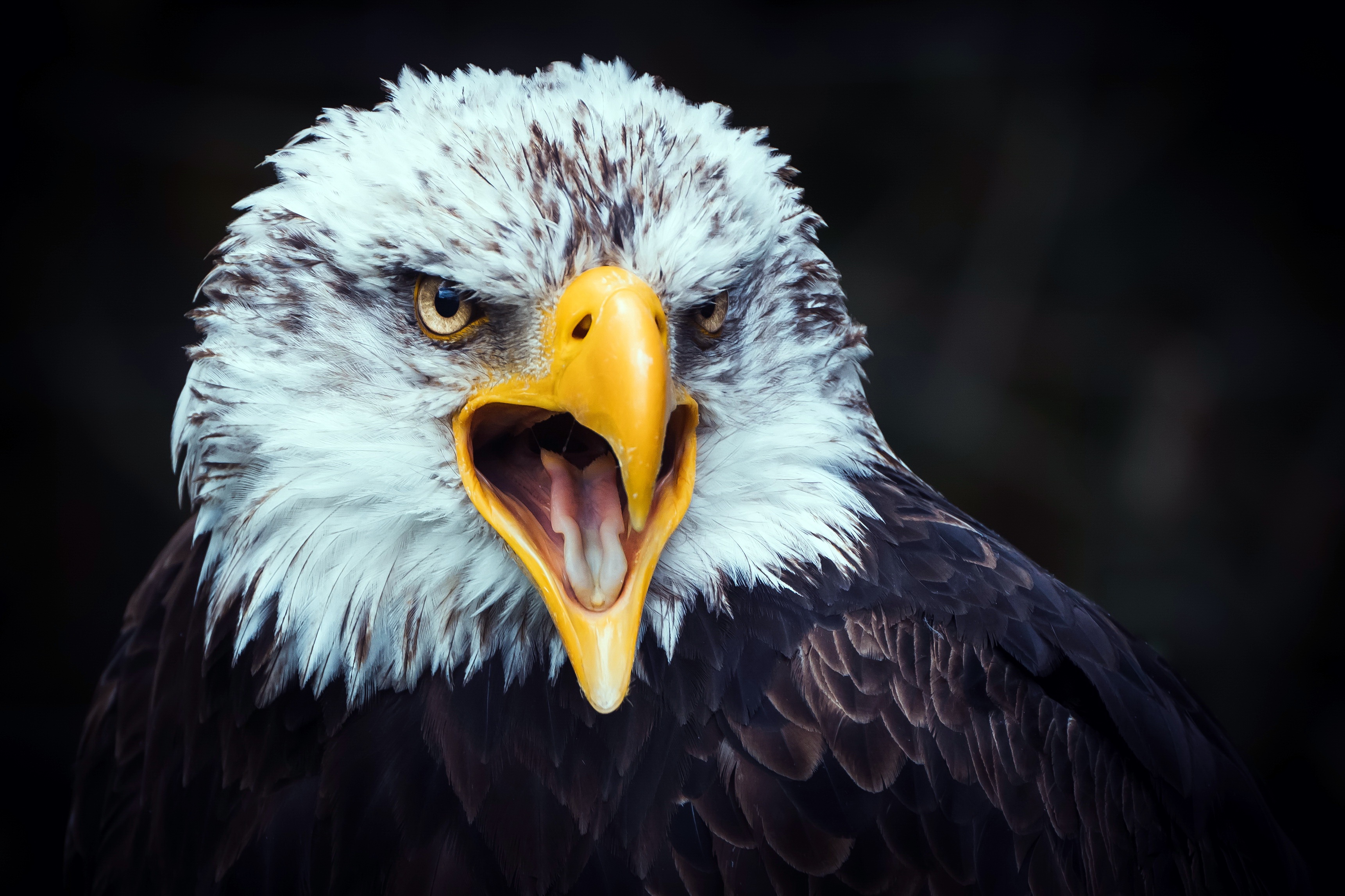 Handy-Wallpaper Tiere, Vögel, Vogel, Adler, Weißkopfseeadler, Raubvogel kostenlos herunterladen.