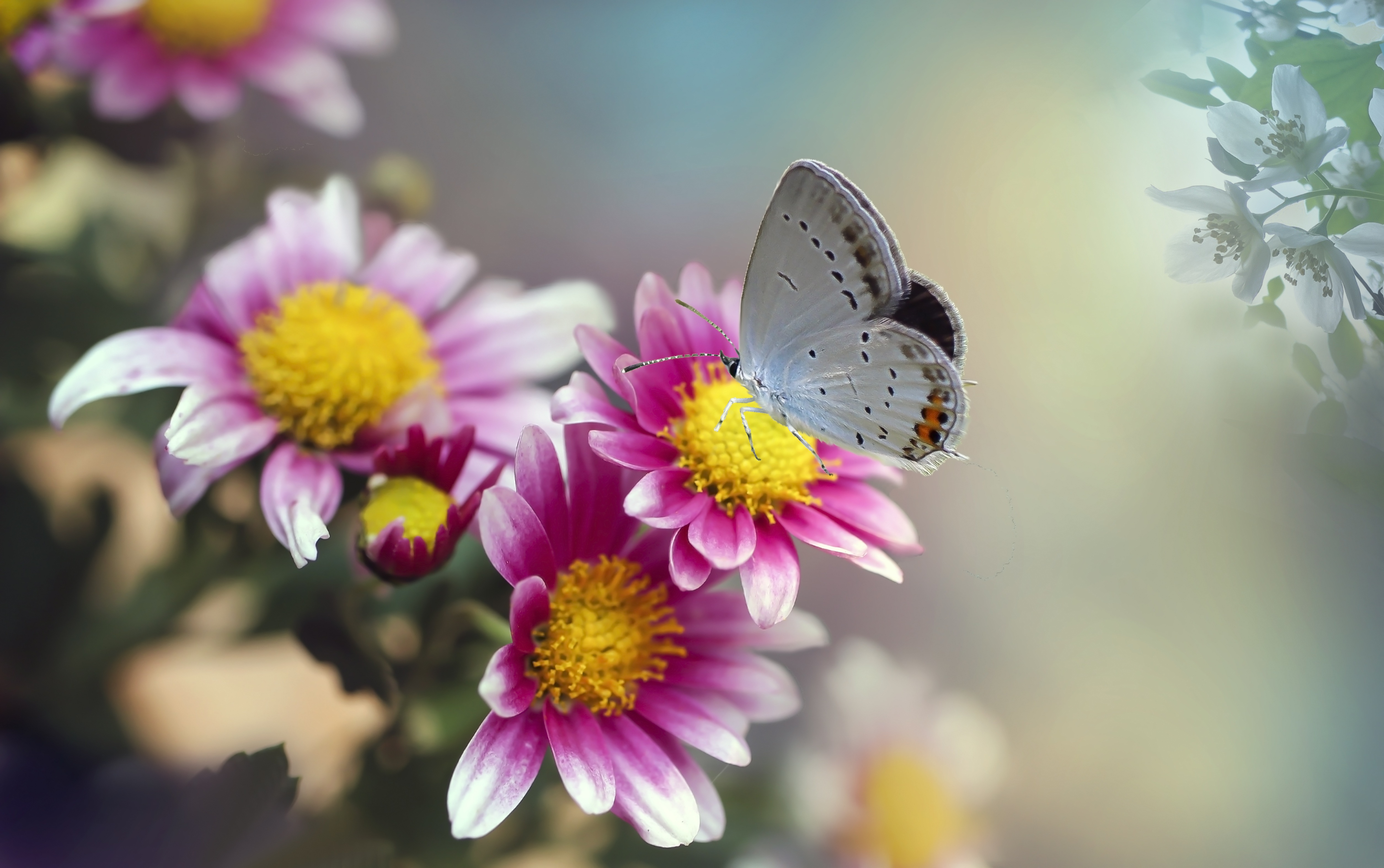 Free download wallpaper Chrysanthemum, Flower, Macro, Insect, Butterfly, Animal on your PC desktop
