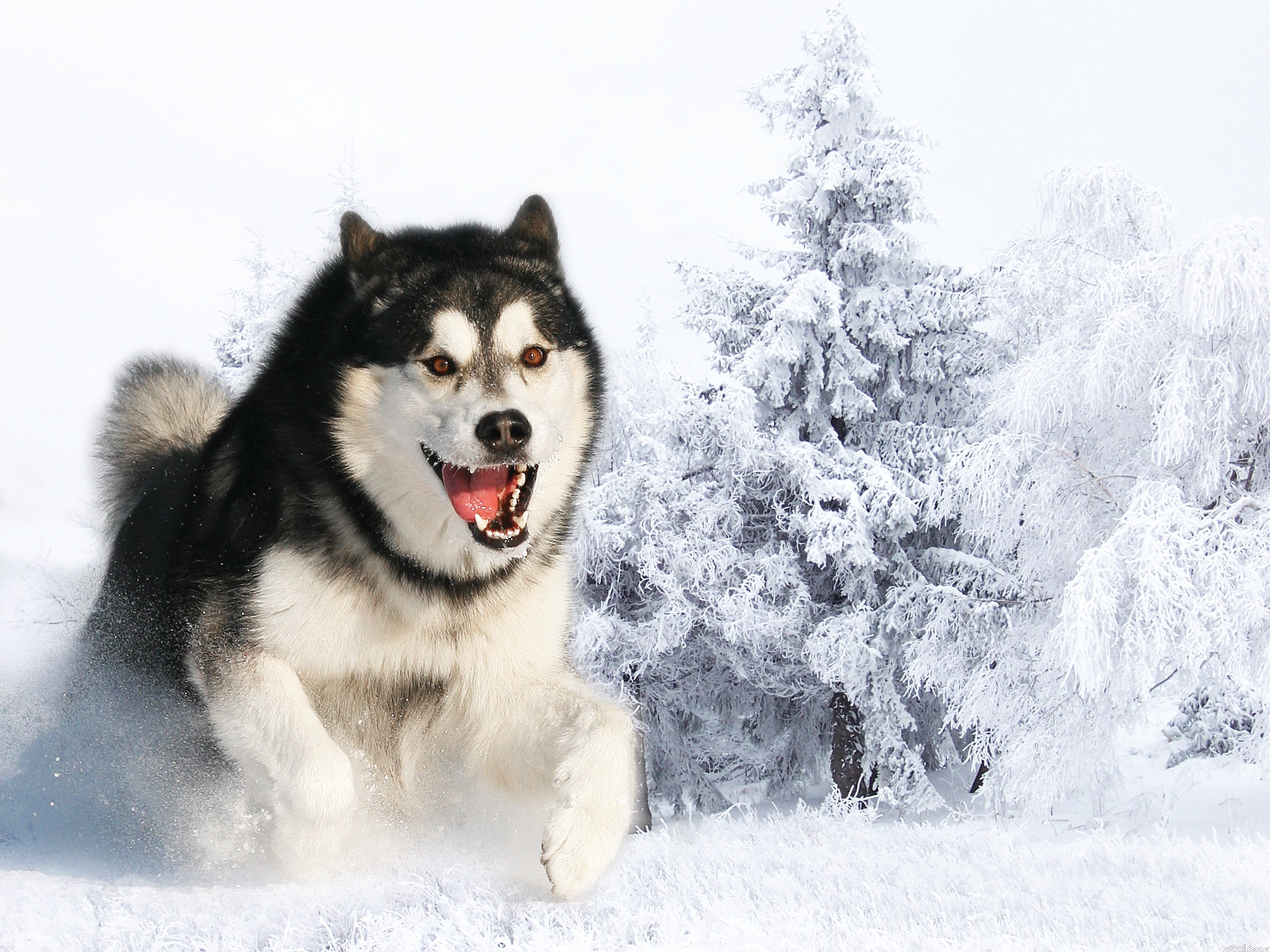 Baixar papel de parede para celular de Animais, Cães, Cão, Husky gratuito.