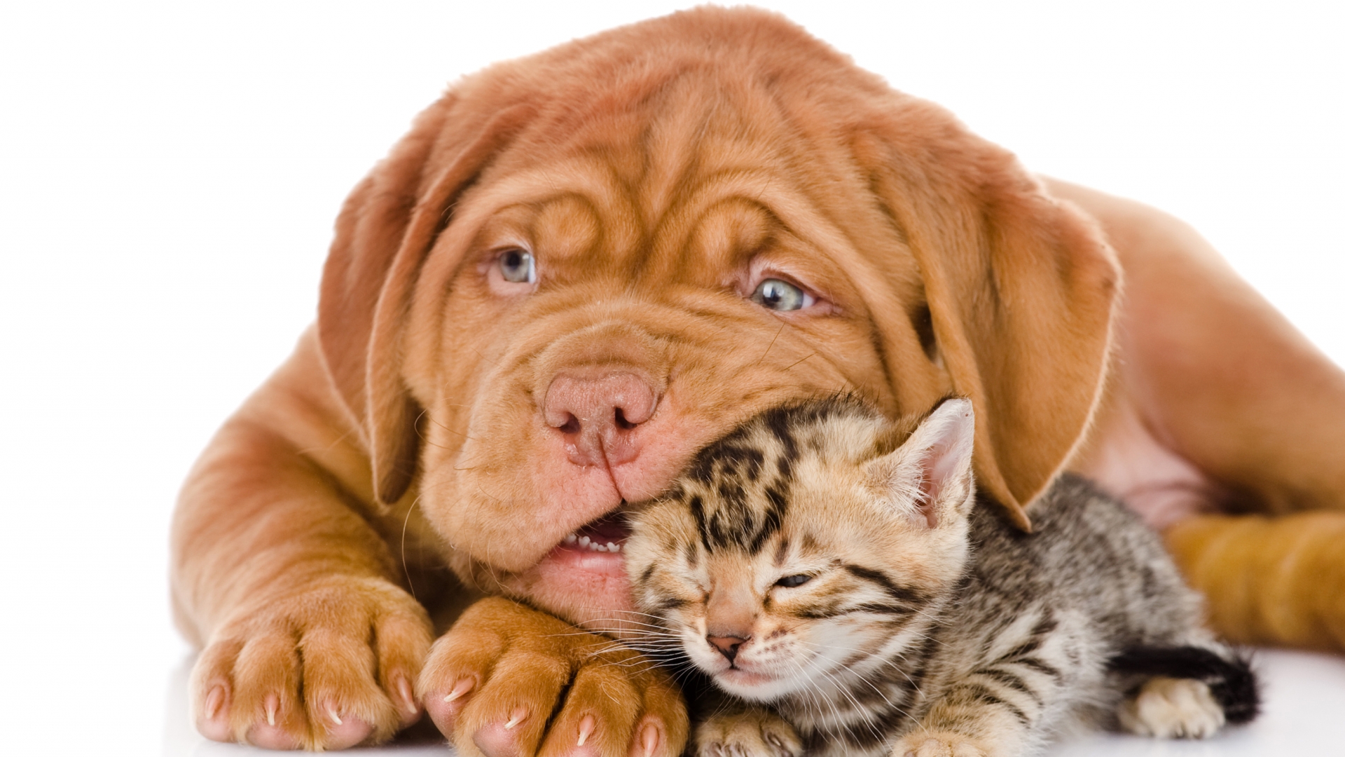Laden Sie das Tiere, Katz & Hund-Bild kostenlos auf Ihren PC-Desktop herunter