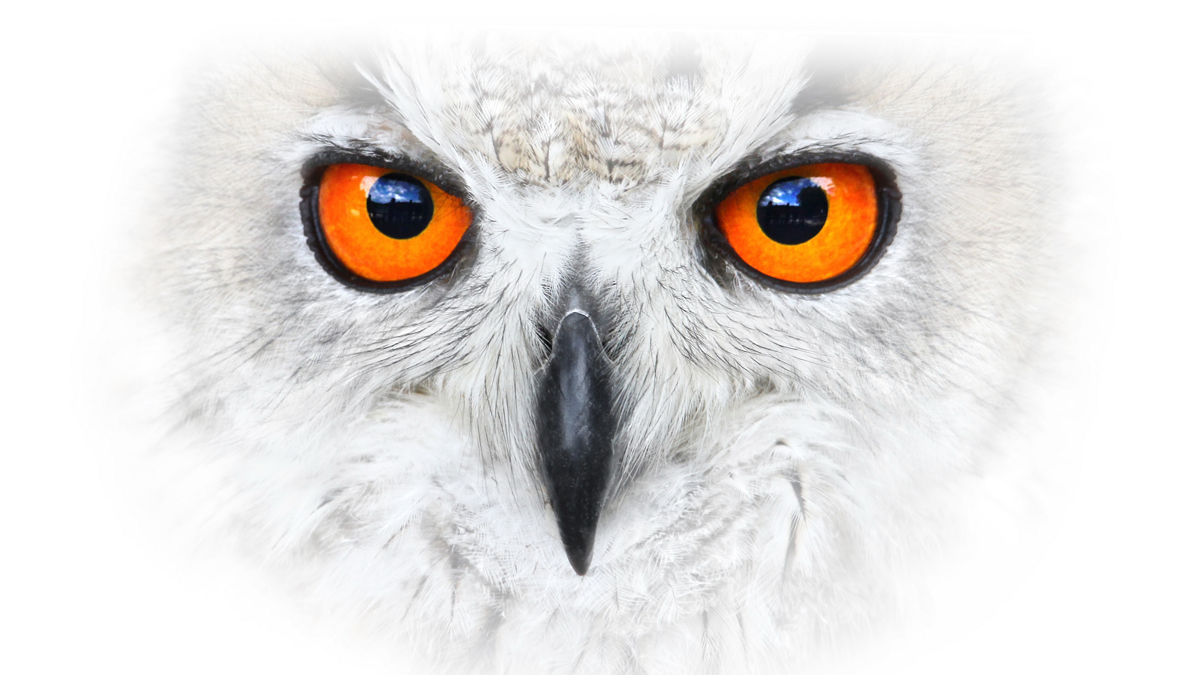Download mobile wallpaper Birds, Bird, Animal, Snowy Owl for free.