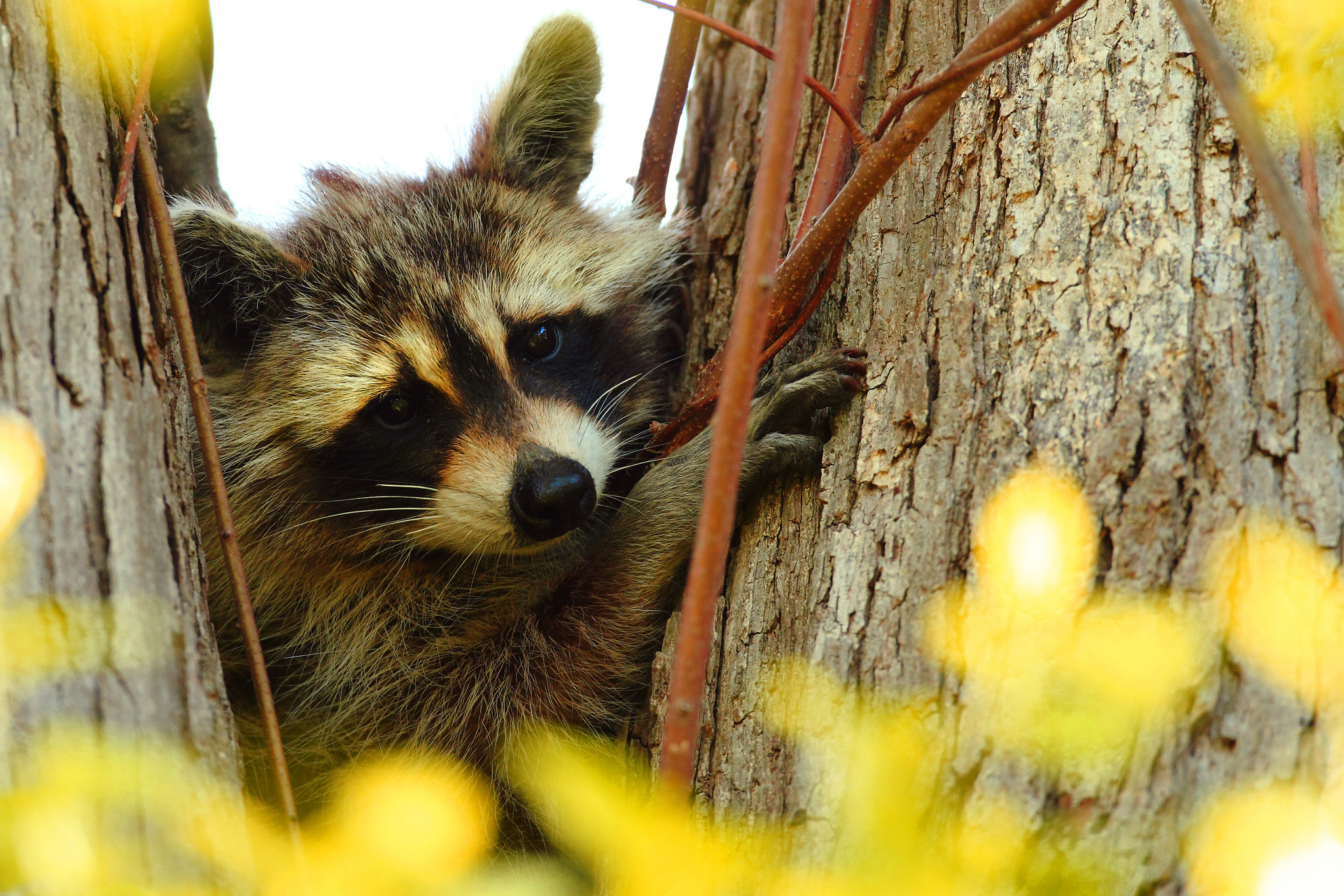 raccoon, animal, animals, wood, tree, muzzle, branches HD wallpaper