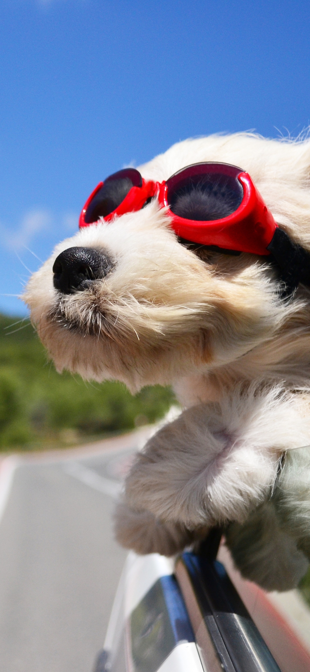 Handy-Wallpaper Tiere, Hunde, Hund, Brille kostenlos herunterladen.