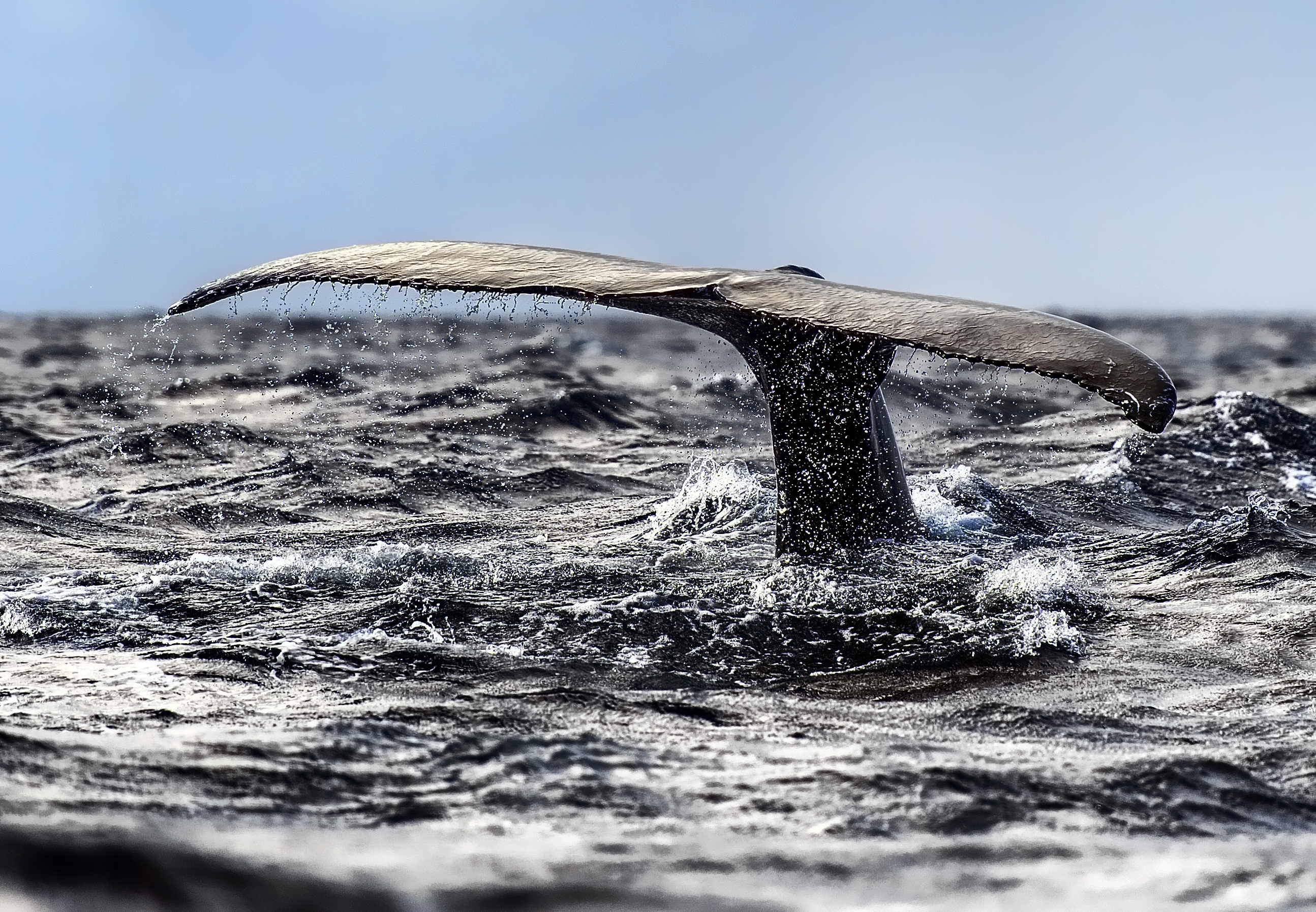 無料モバイル壁紙動物, 海洋, スプラッシュ, 鯨をダウンロードします。