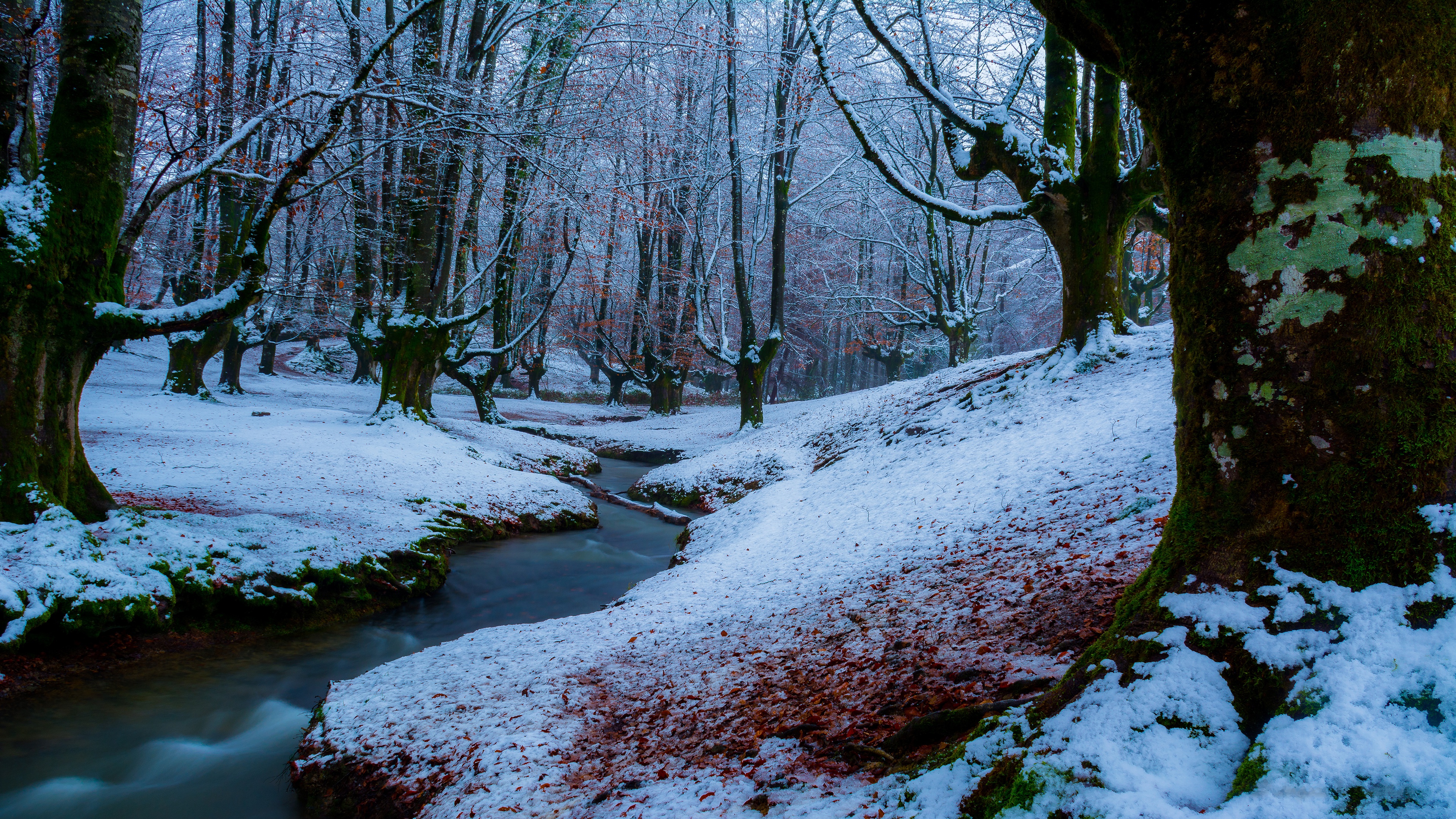 Скачать картинку Зима, Природа, Снег, Лес, Ручей, Земля/природа в телефон бесплатно.