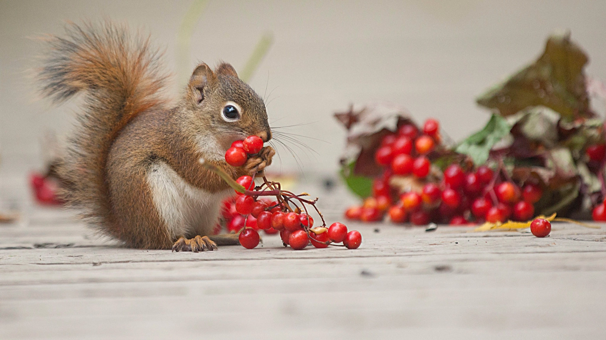 Download mobile wallpaper Squirrel, Berry, Animal, Rodent for free.