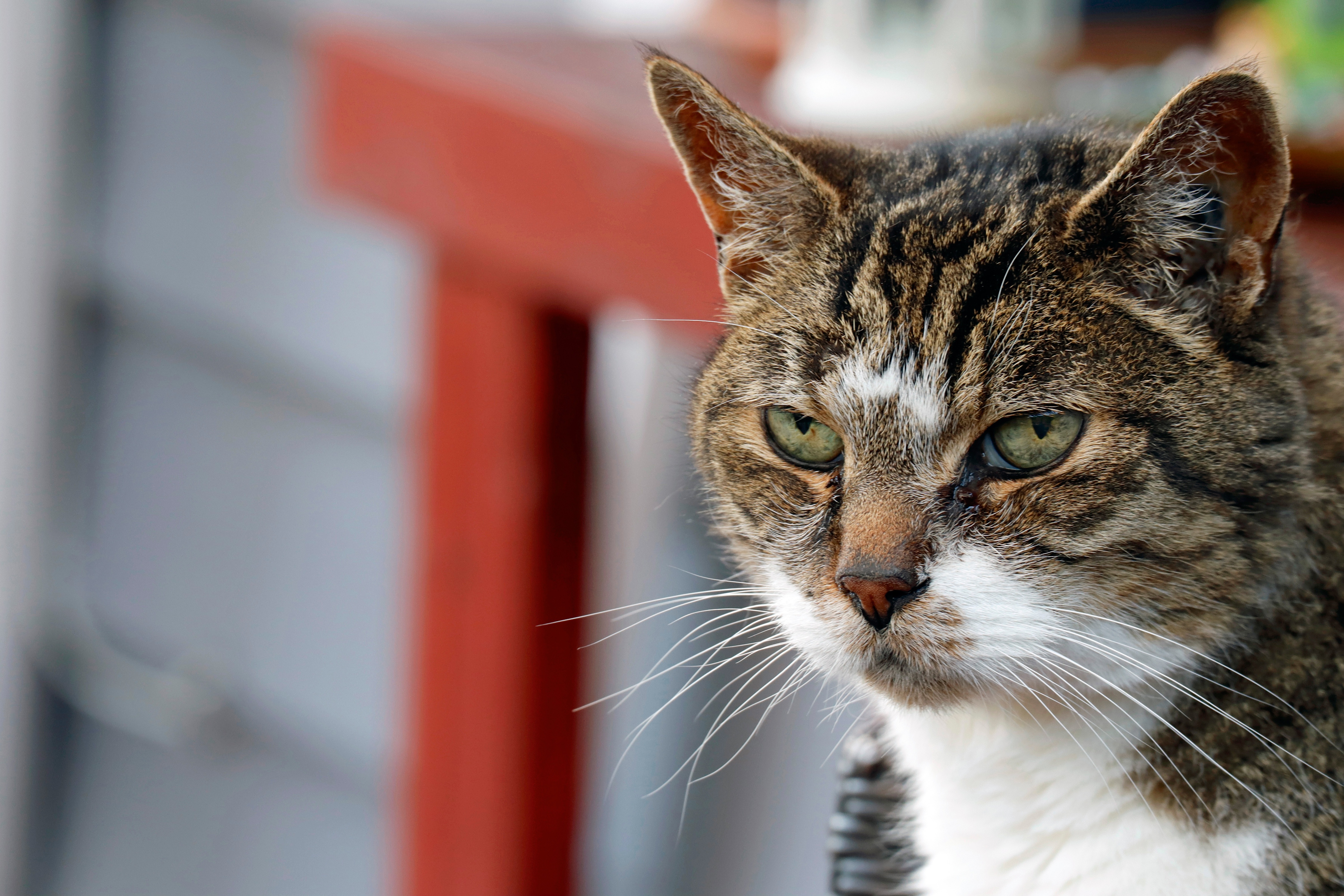 Handy-Wallpaper Tiere, Katzen, Katze kostenlos herunterladen.