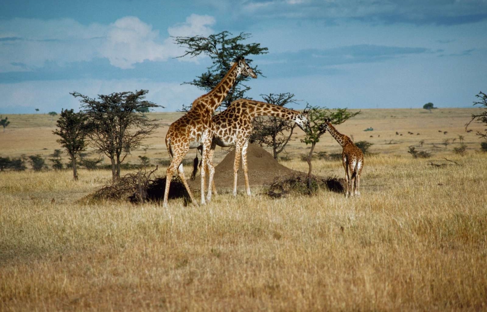 46220 завантажити картинку тварини, пейзаж, жирафи - шпалери і заставки безкоштовно