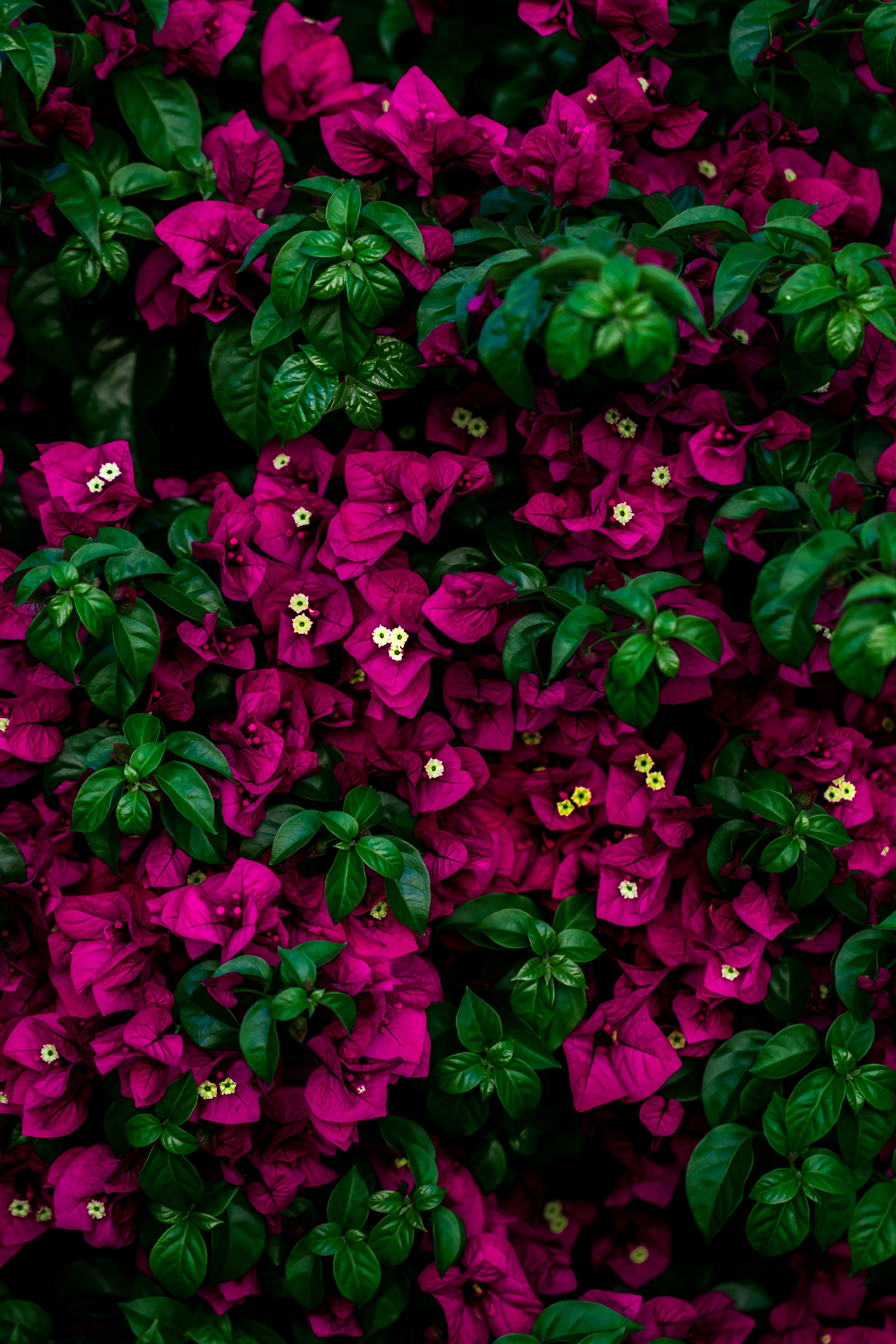 leaves, flowers, pink, bush lock screen backgrounds