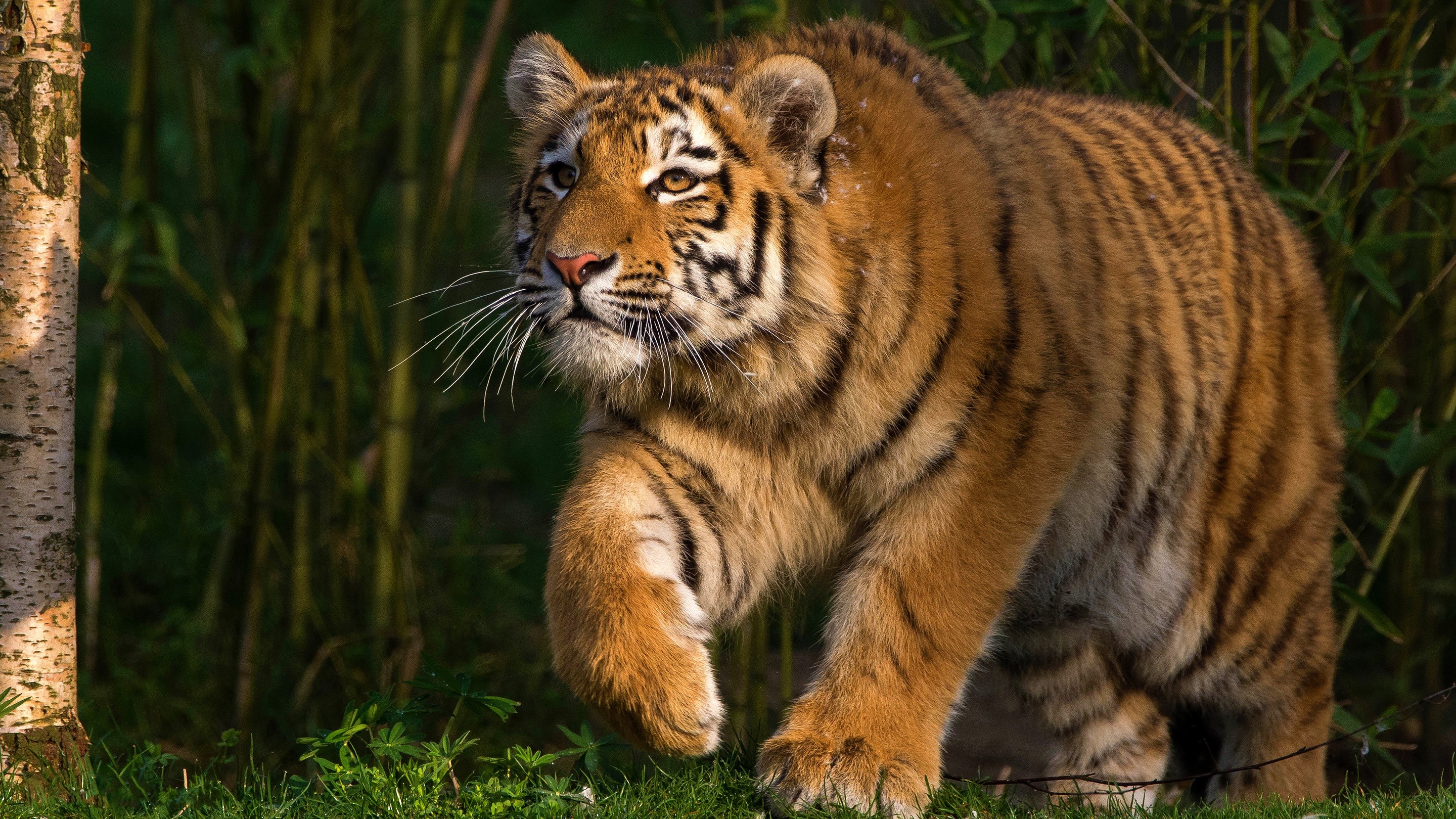 Descarga gratuita de fondo de pantalla para móvil de Animales, Gatos, Tigre.