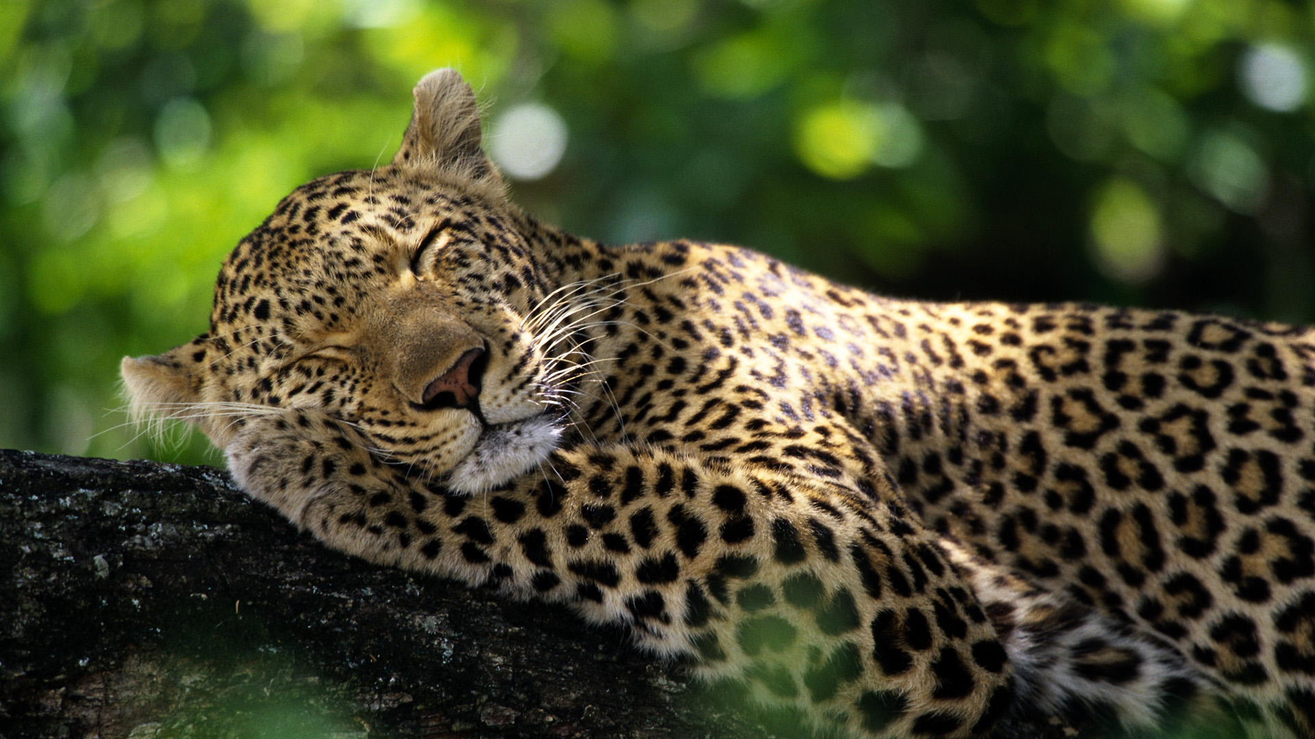 Laden Sie das Tiere, Katzen, Leopard-Bild kostenlos auf Ihren PC-Desktop herunter