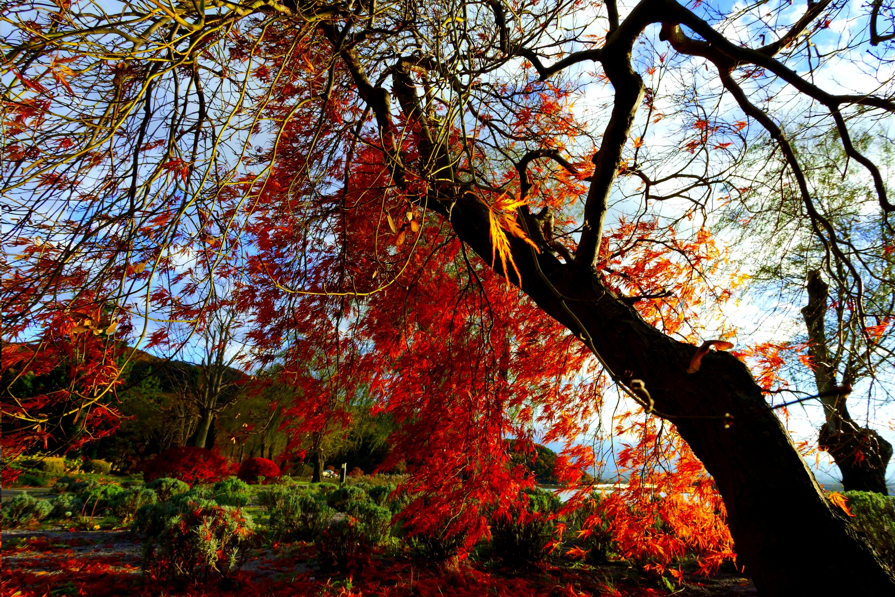 PCデスクトップに木, 秋, 地球画像を無料でダウンロード
