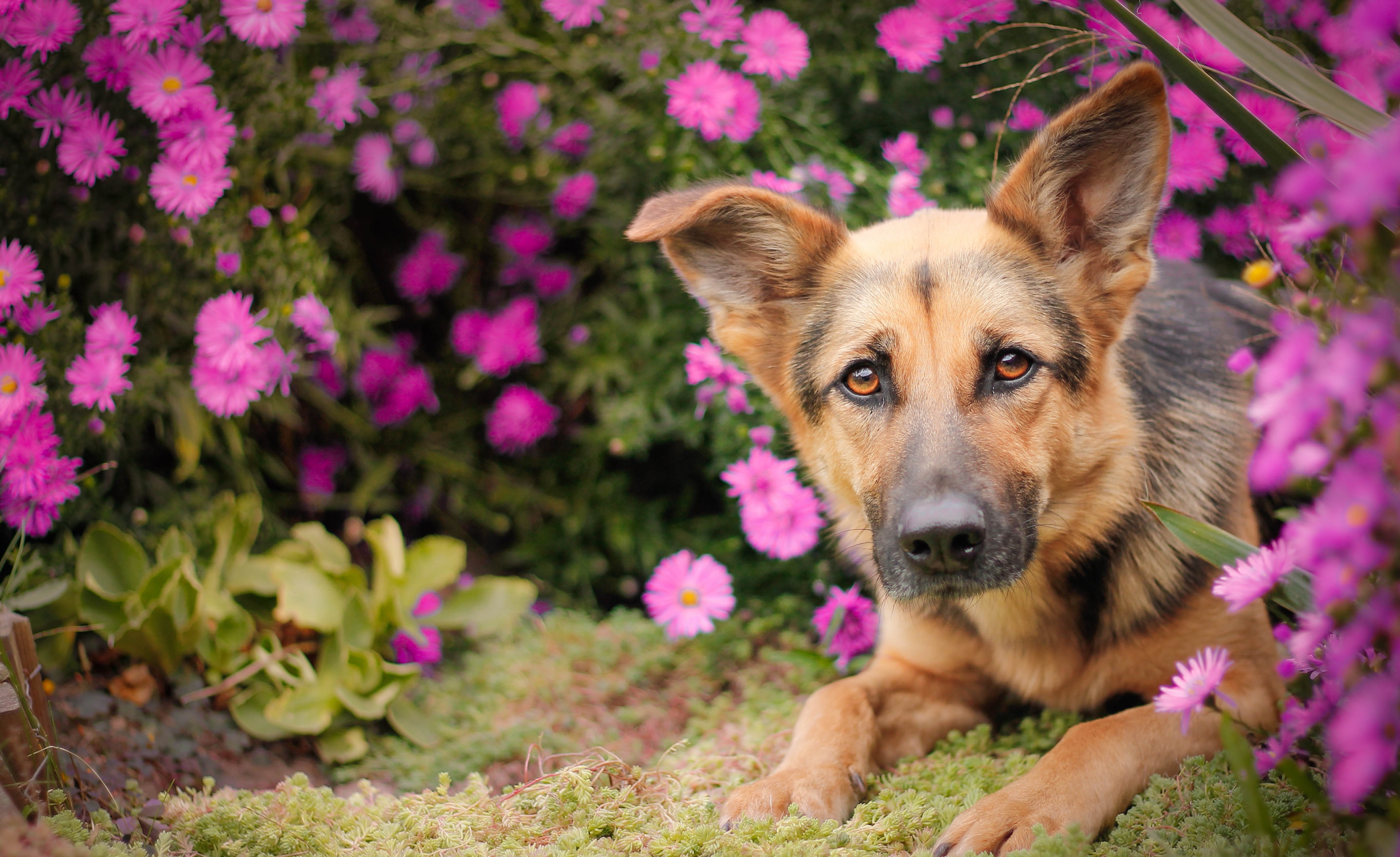 369949 завантажити картинку тварина, німецька вівчарка, дейзі, пес, квітка, рожева квітка, собаки - шпалери і заставки безкоштовно