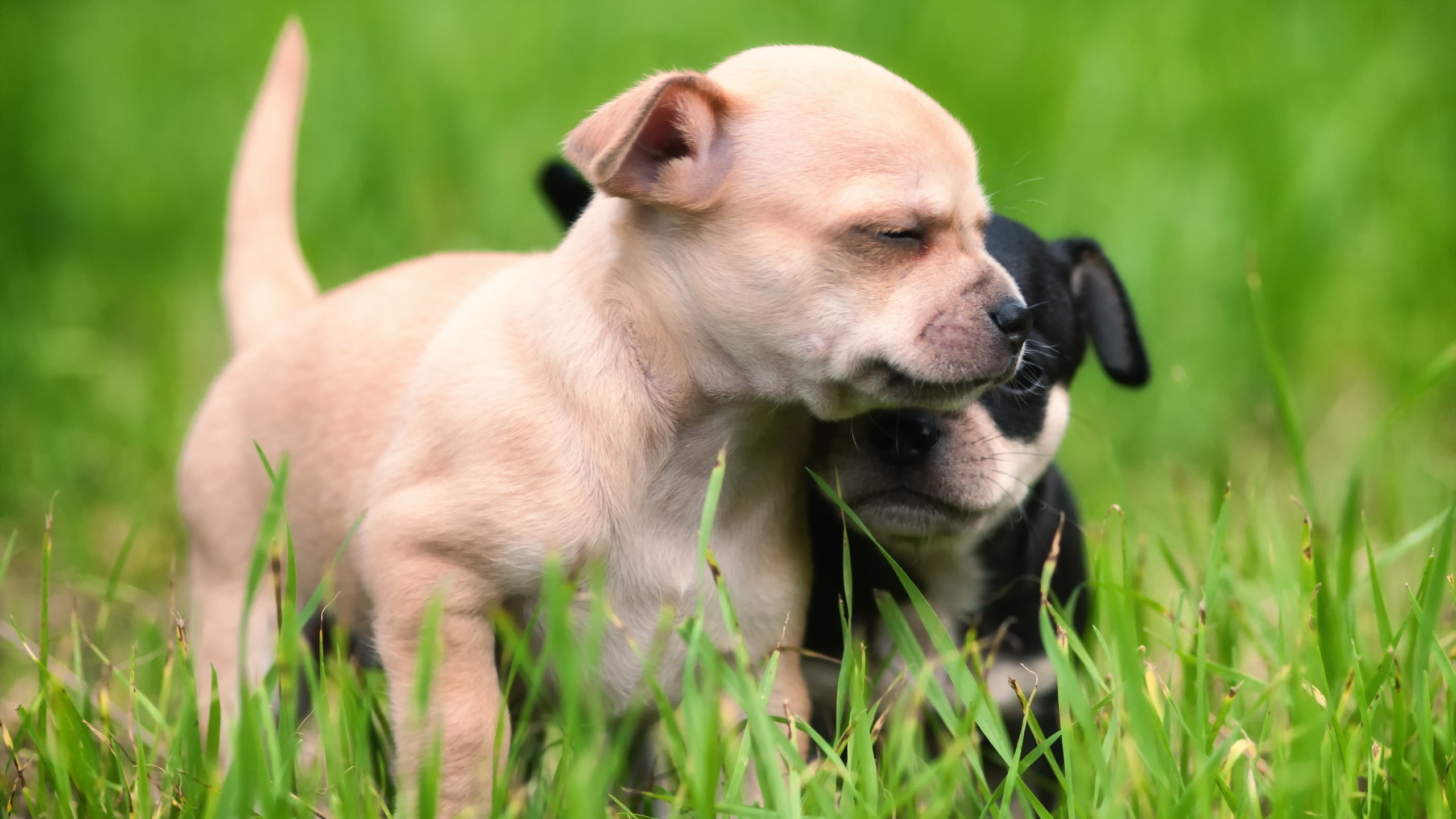 Baixar papel de parede para celular de Cães, Filhote, Animal Bebê, Cão, Animais gratuito.