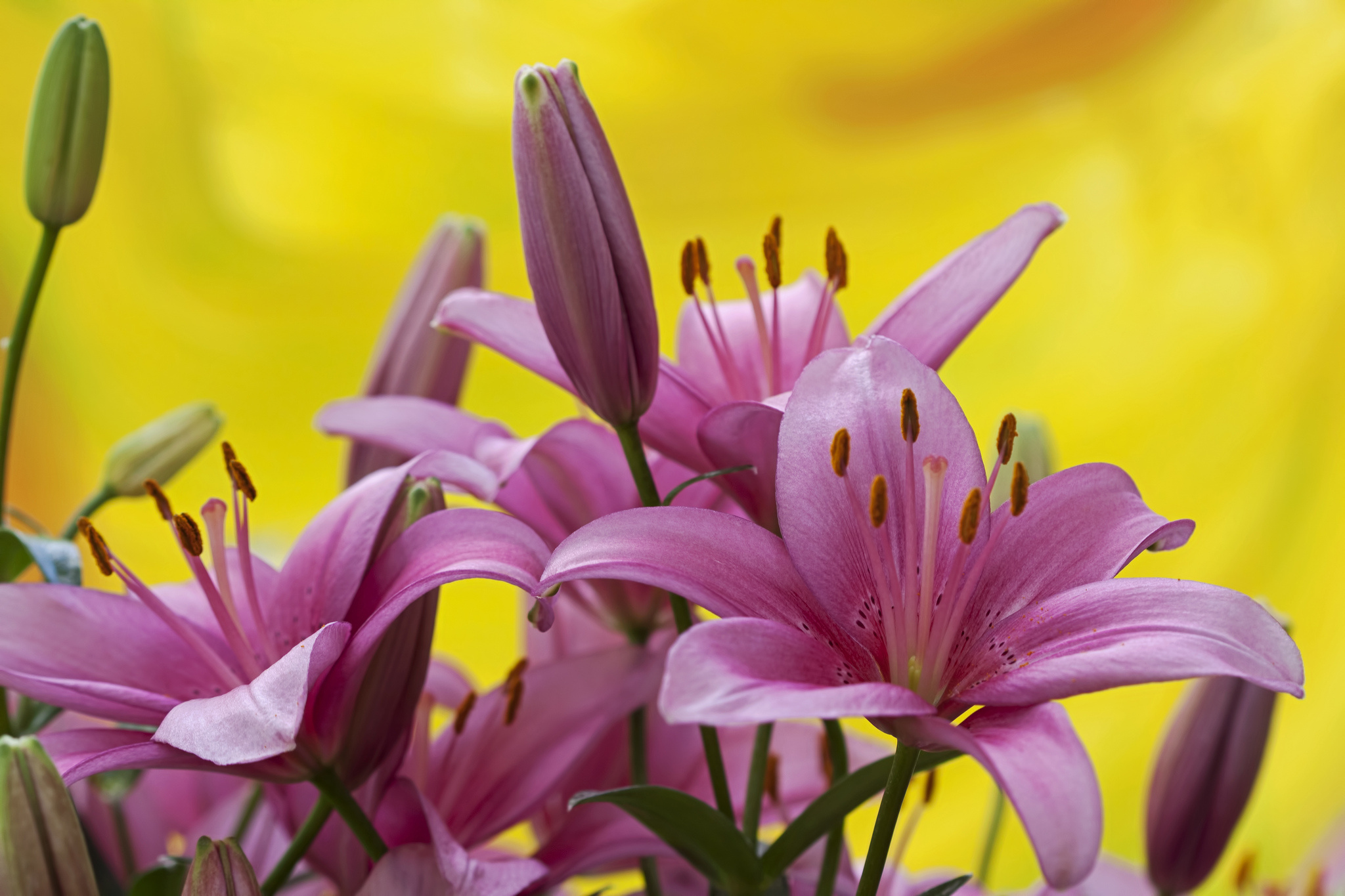 Free download wallpaper Flowers, Flower, Earth, Lily, Pink Flower on your PC desktop