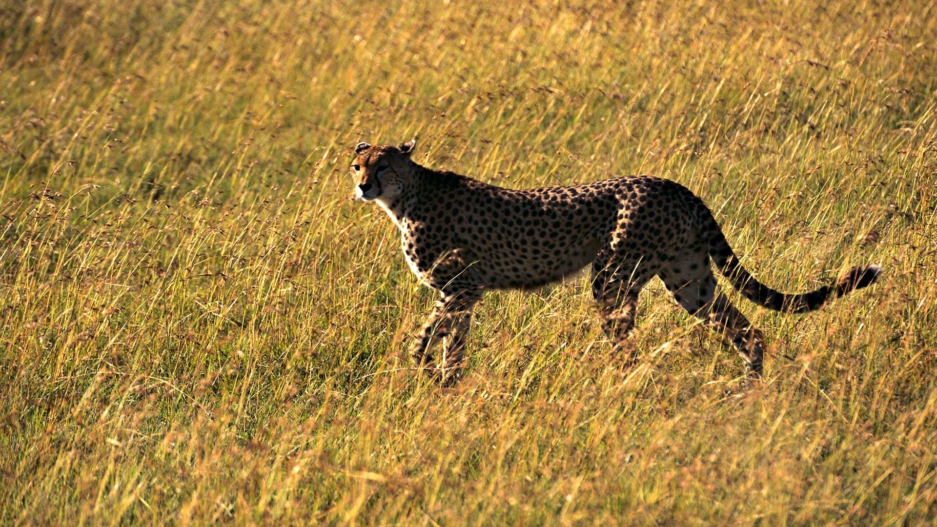 28709 скачать обои гепарды, животные, желтые - заставки и картинки бесплатно
