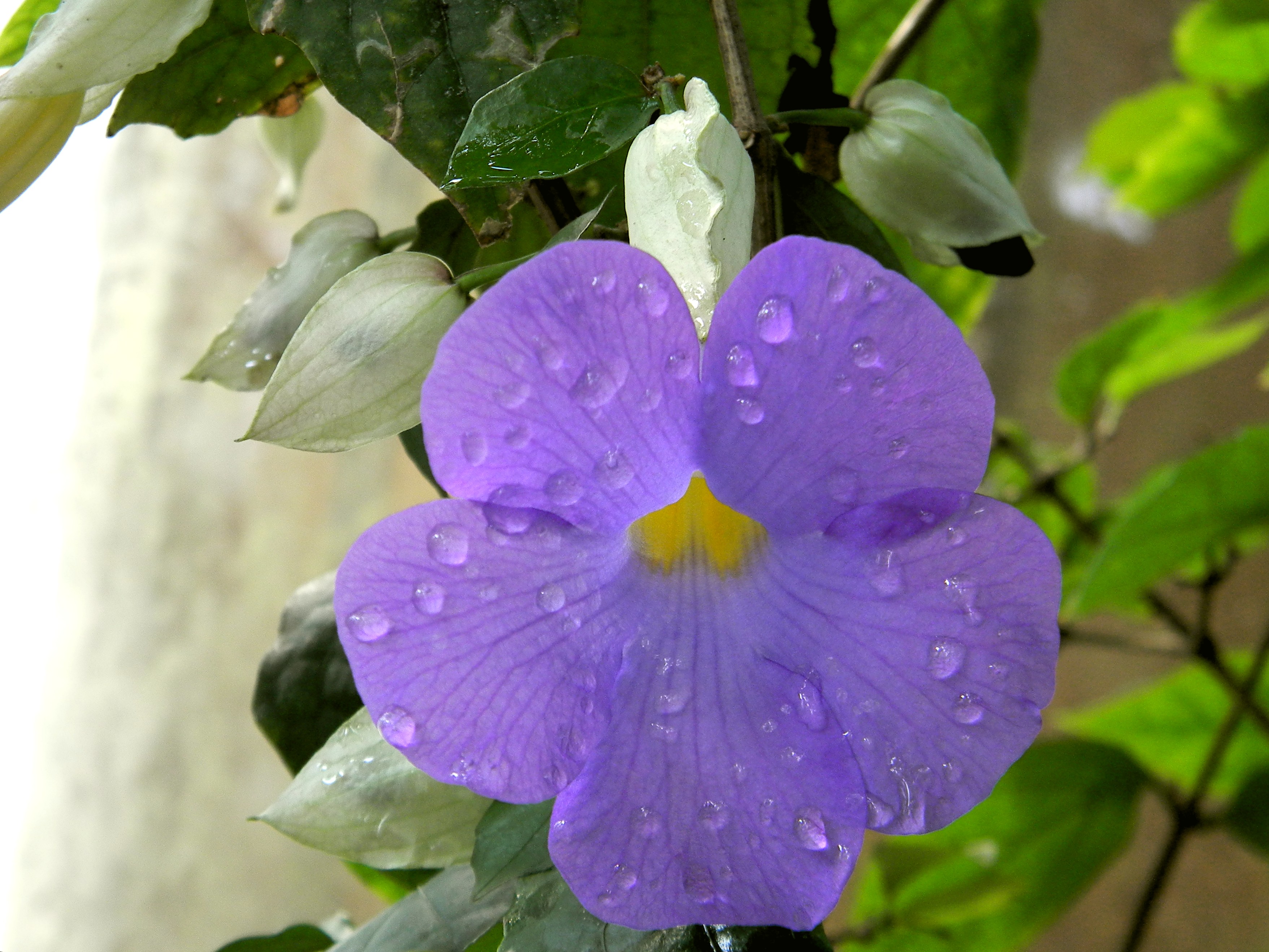 Descarga gratis la imagen Flores, Flor, Tierra/naturaleza en el escritorio de tu PC