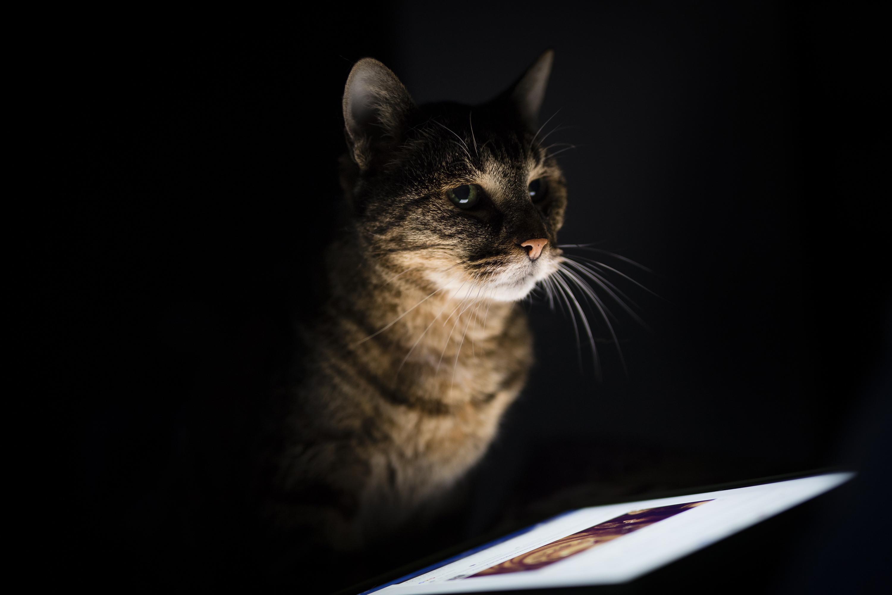 Laden Sie das Tiere, Katzen, Katze-Bild kostenlos auf Ihren PC-Desktop herunter