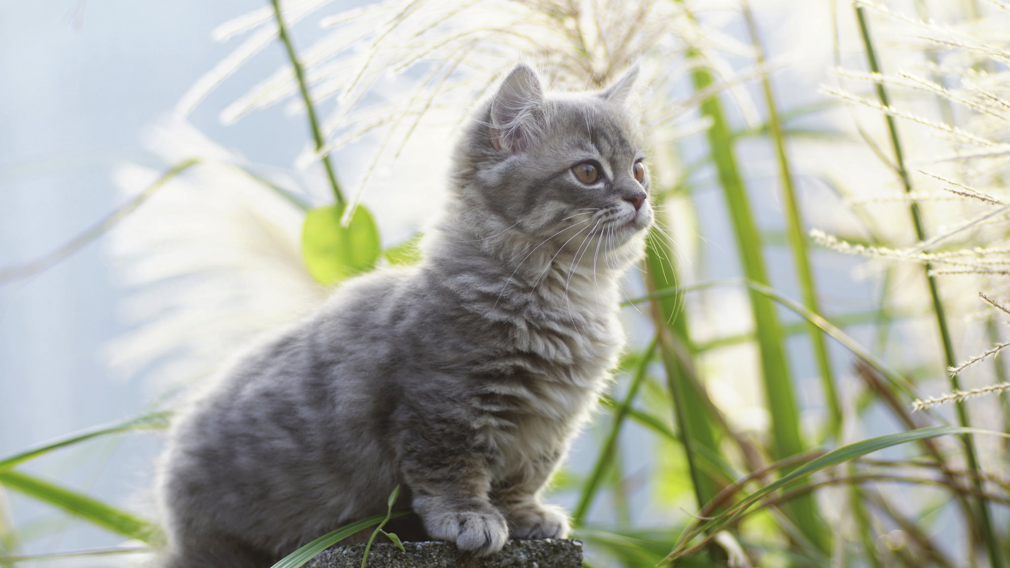 Baixe gratuitamente a imagem Animais, Gatos, Gato na área de trabalho do seu PC