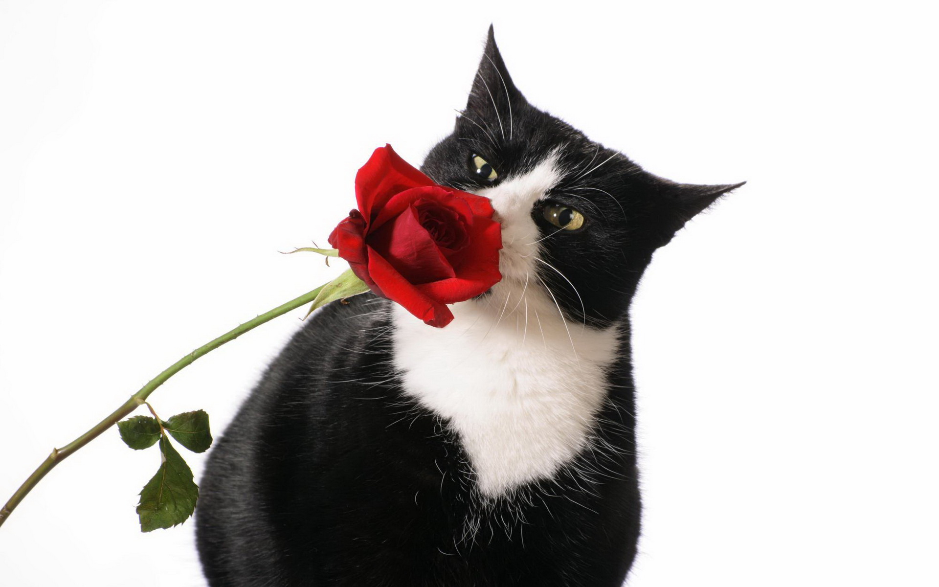 Завантажити шпалери безкоштовно Кішка, Роза, Тварина, Коти, Червона Троянда картинка на робочий стіл ПК