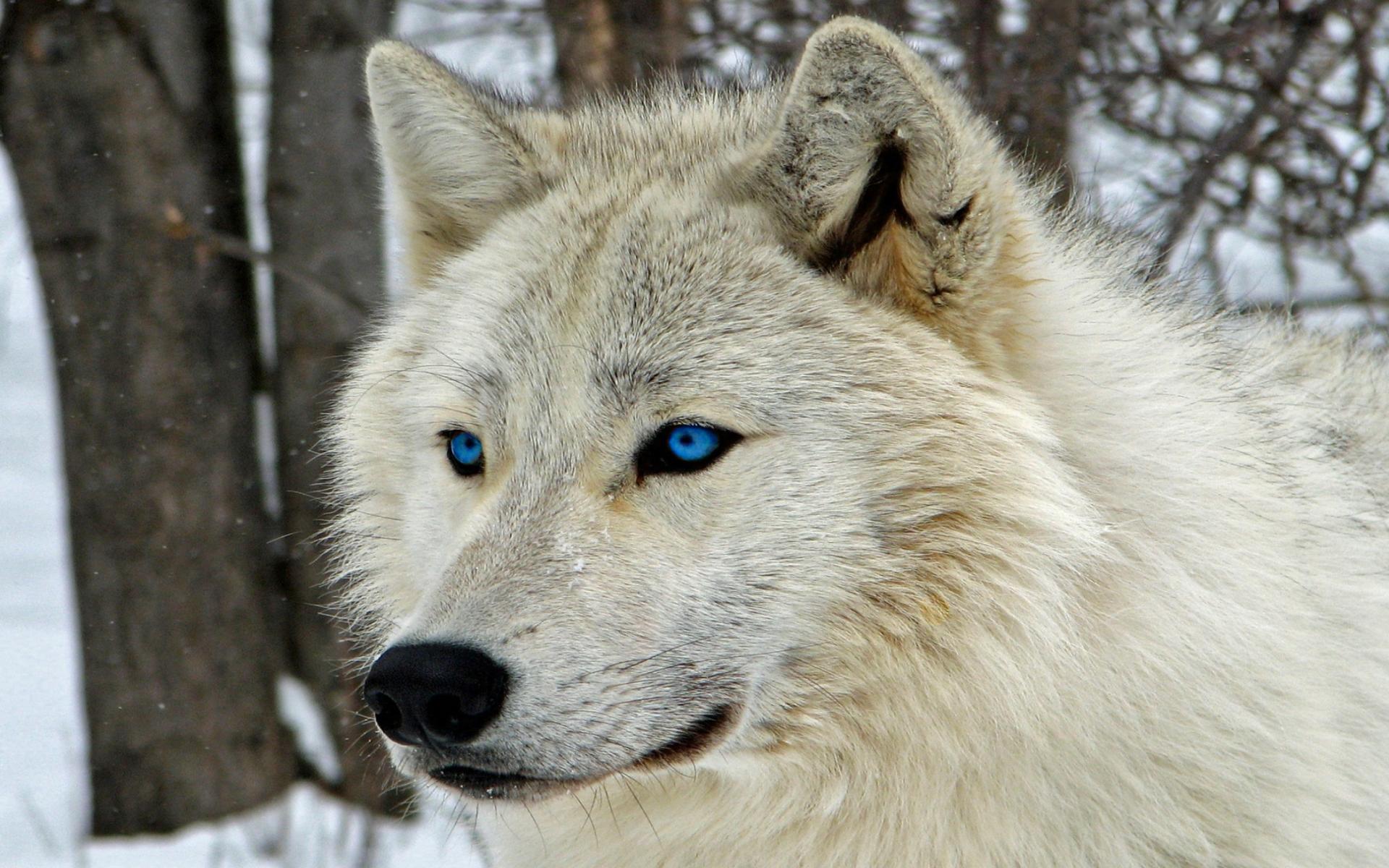 398045 Hintergrundbild herunterladen weißer wolf, tiere, wolf, blaue augen, wolves - Bildschirmschoner und Bilder kostenlos