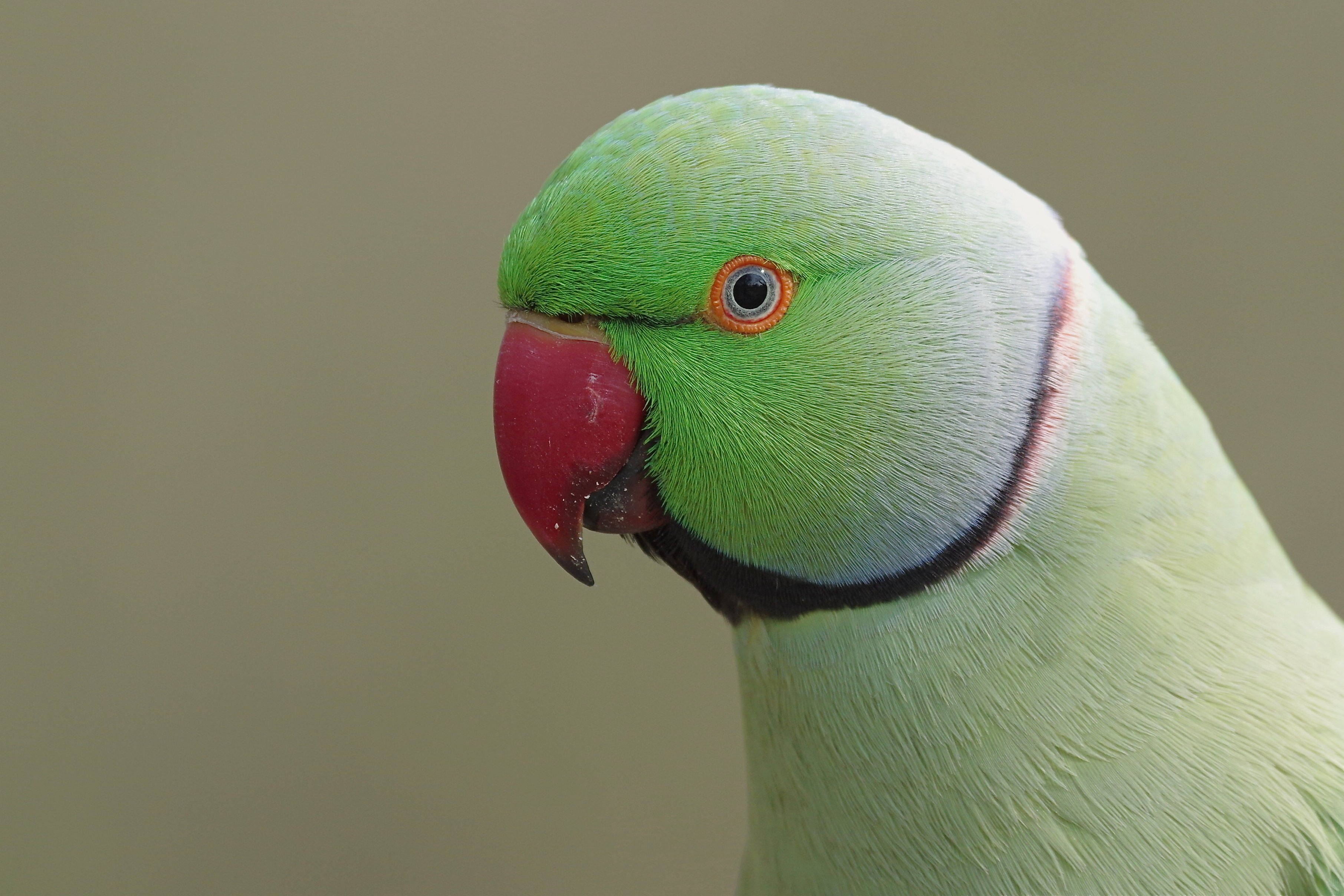 Laden Sie das Tiere, Vögel, Vogel, Rosenringsittich-Bild kostenlos auf Ihren PC-Desktop herunter