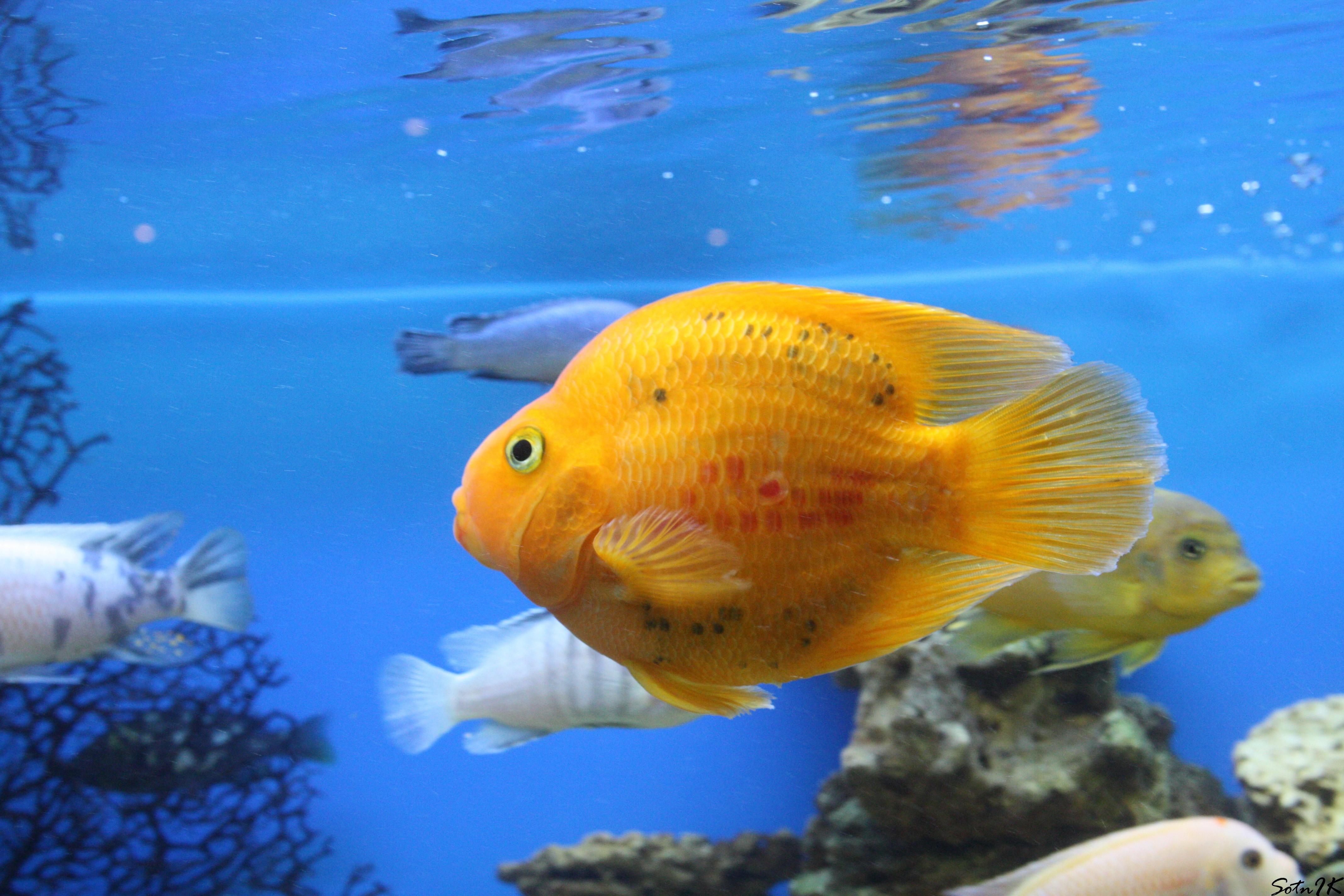 Baixe gratuitamente a imagem Animais, Nadar, Peixes, Mundo Subaquático na área de trabalho do seu PC