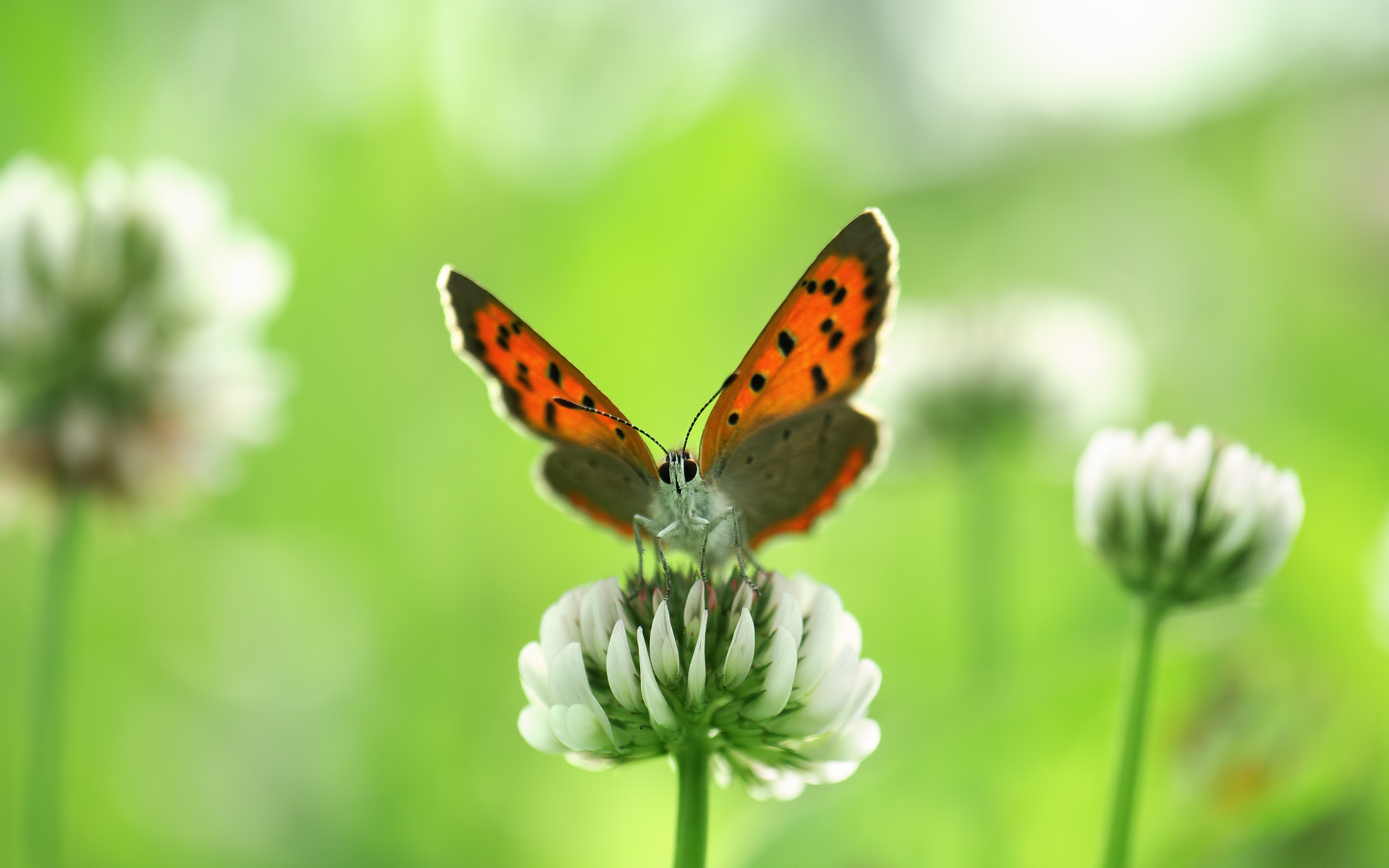 Handy-Wallpaper Tiere, Natur, Schmetterlinge, Blume, Insekt kostenlos herunterladen.