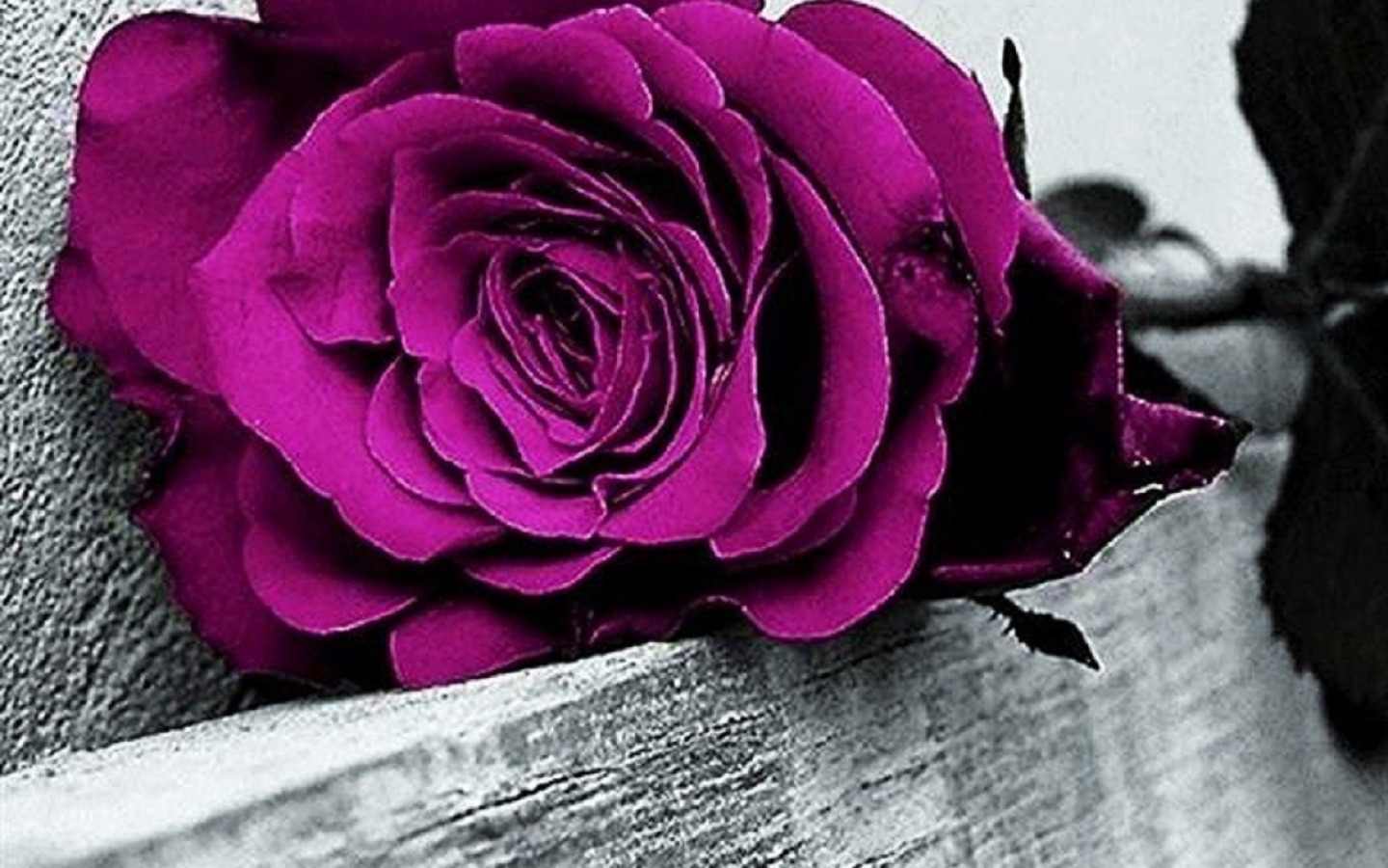 Free download wallpaper Flower, Rose, Earth, Purple Flower on your PC desktop