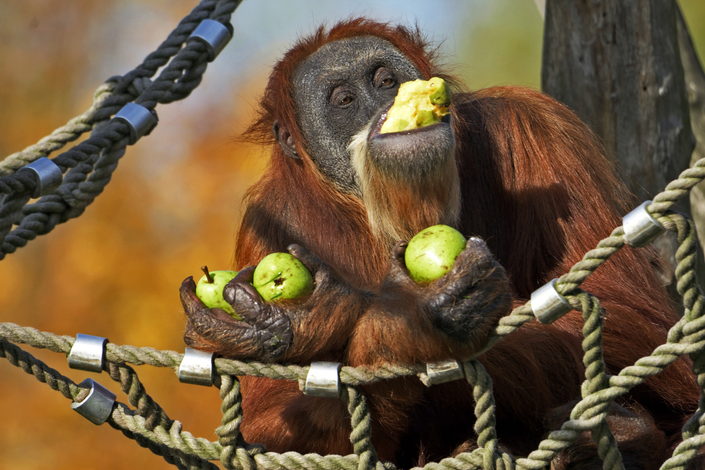 Download mobile wallpaper Monkeys, Monkey, Animal, Pear, Hammock, Orangutan for free.
