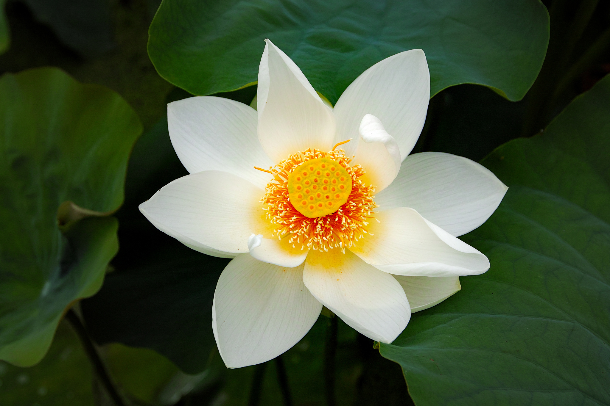 Descarga gratis la imagen Naturaleza, Flores, Loto, Flor, Flor Blanca, Tierra/naturaleza en el escritorio de tu PC