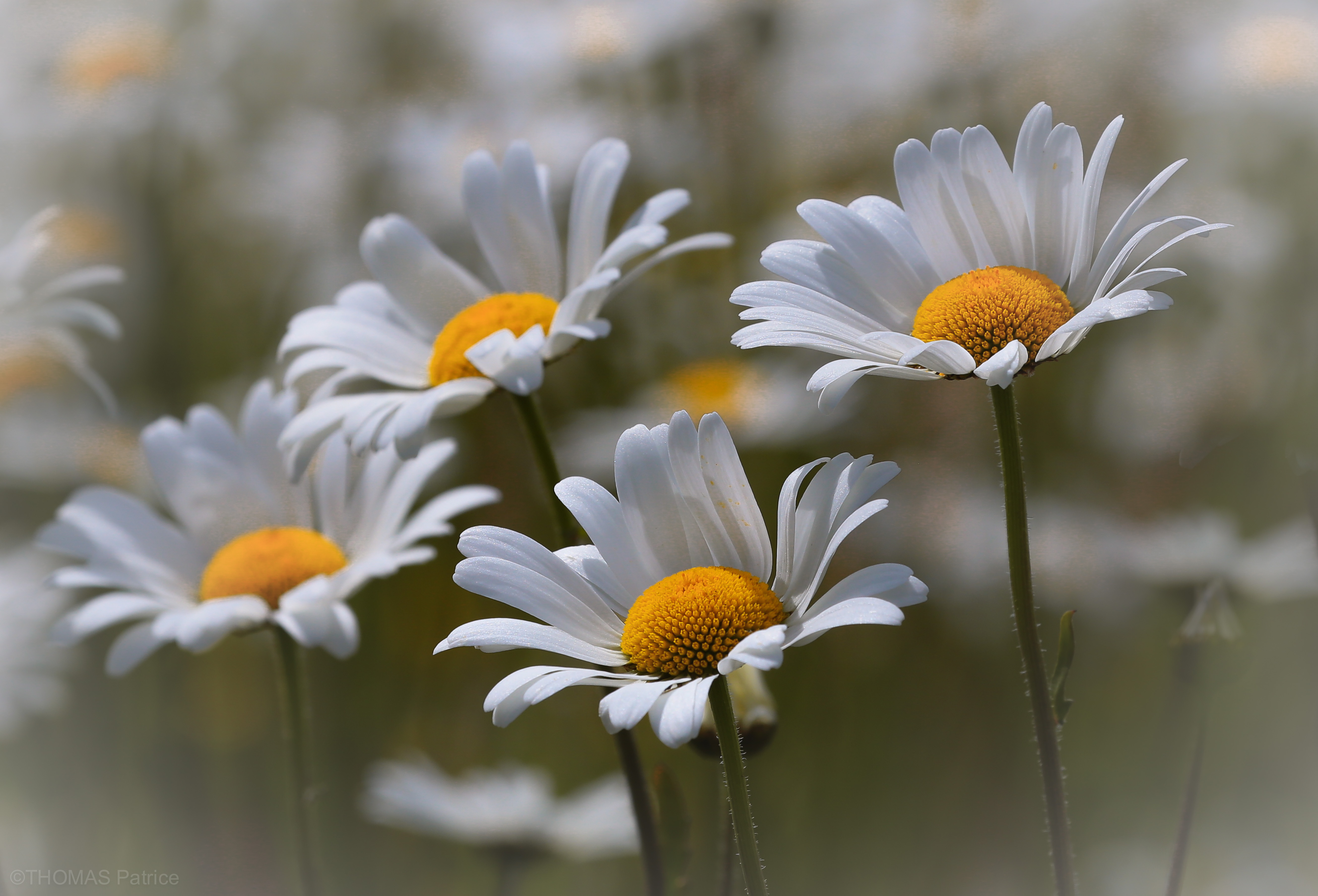 Download mobile wallpaper Nature, Flowers, Flower, Earth, Daisy, White Flower for free.