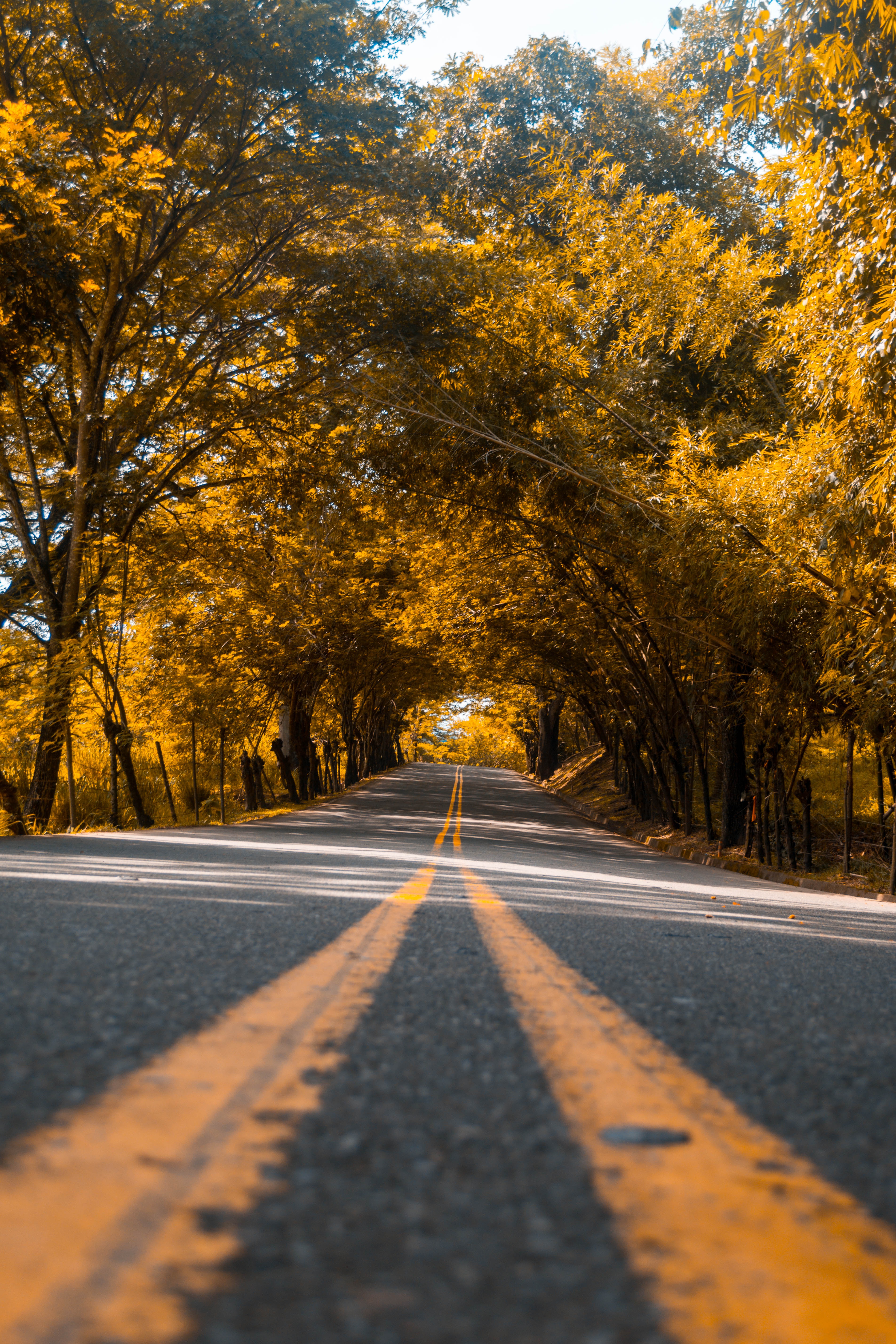 road, streaks, markup, stripes, asphalt, nature, trees Smartphone Background