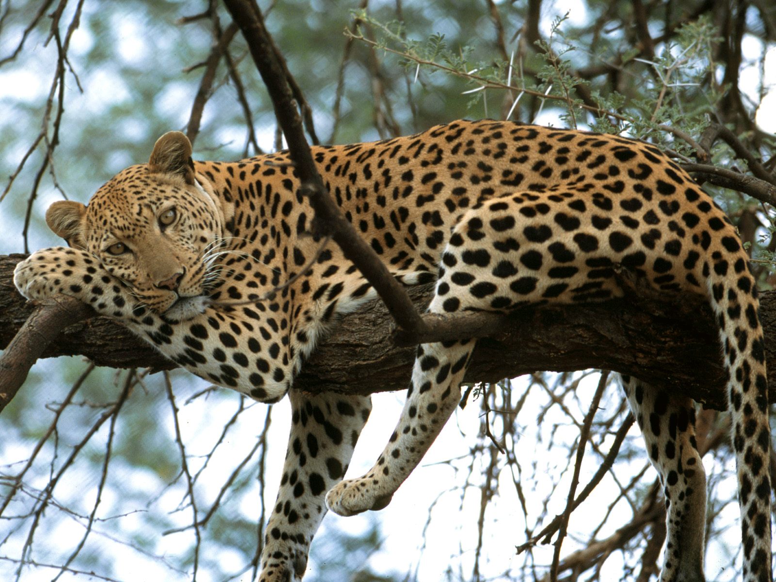 Descarga gratuita de fondo de pantalla para móvil de Leopardo, Gatos, Animales.