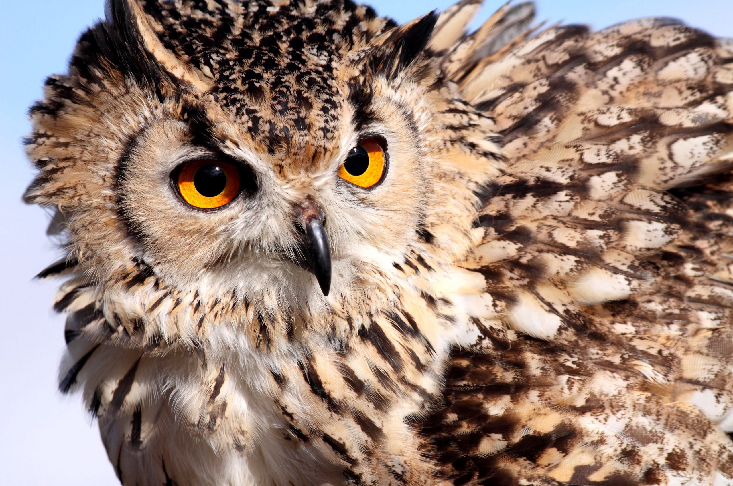 Download mobile wallpaper Owl, Birds, Animal for free.