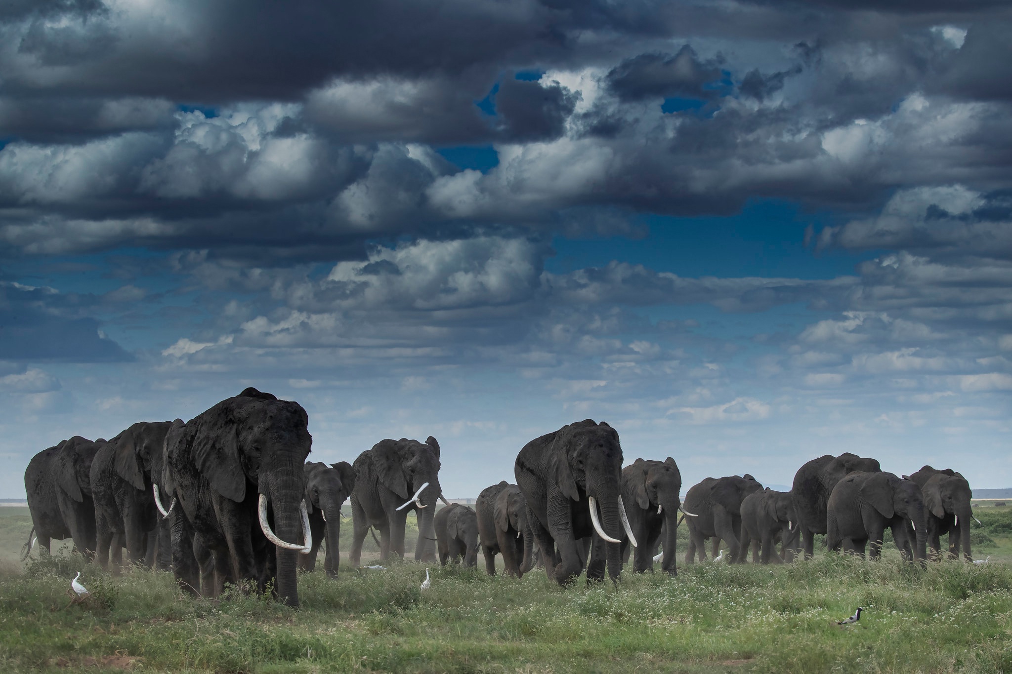 Скачать обои бесплатно Животные, Облака, Слоны, Африканский Слон картинка на рабочий стол ПК