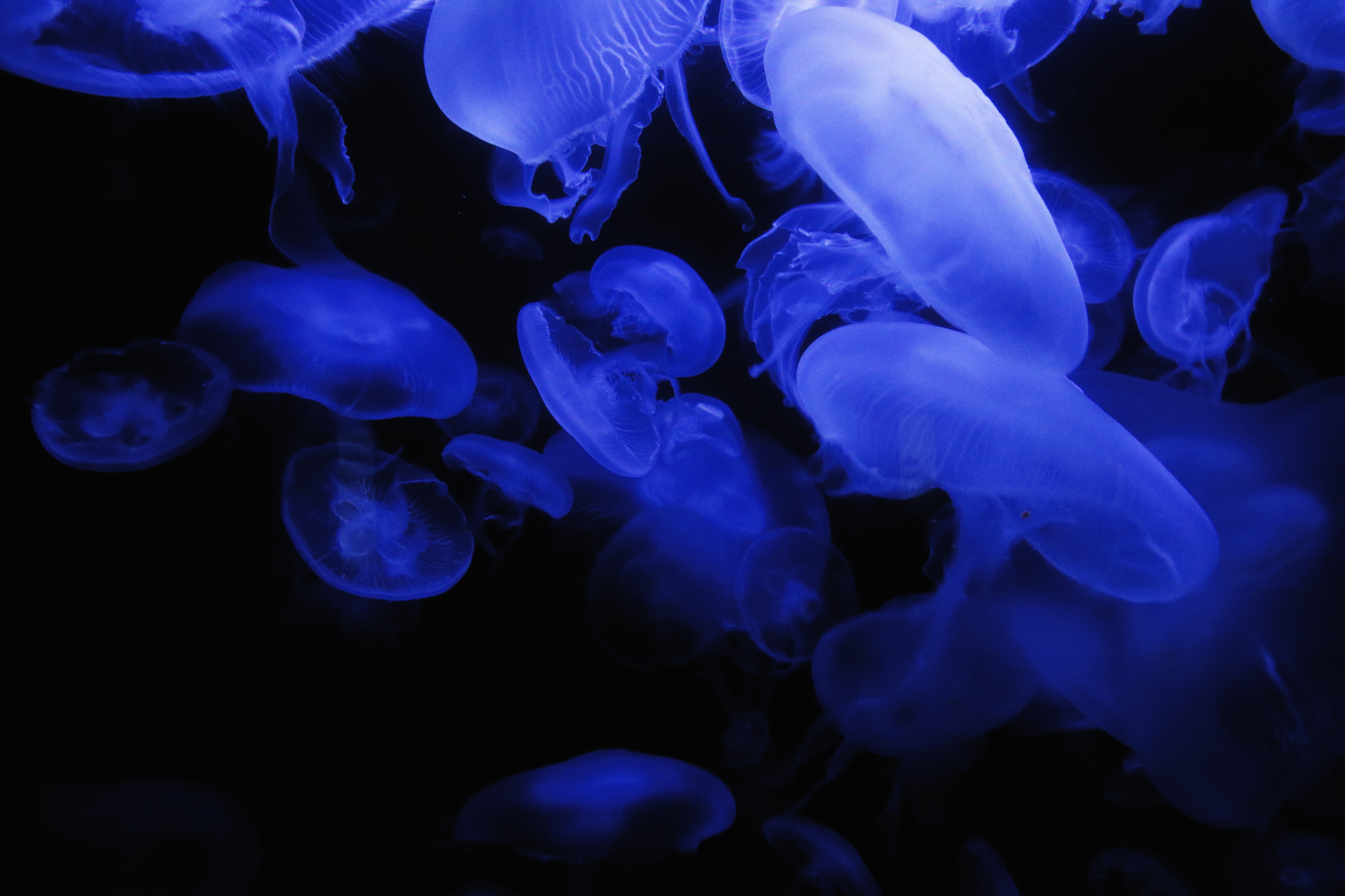 Скачать картинку Медузы, Синий, Свечение, Темный, Подводный Мир, Темные в телефон бесплатно.